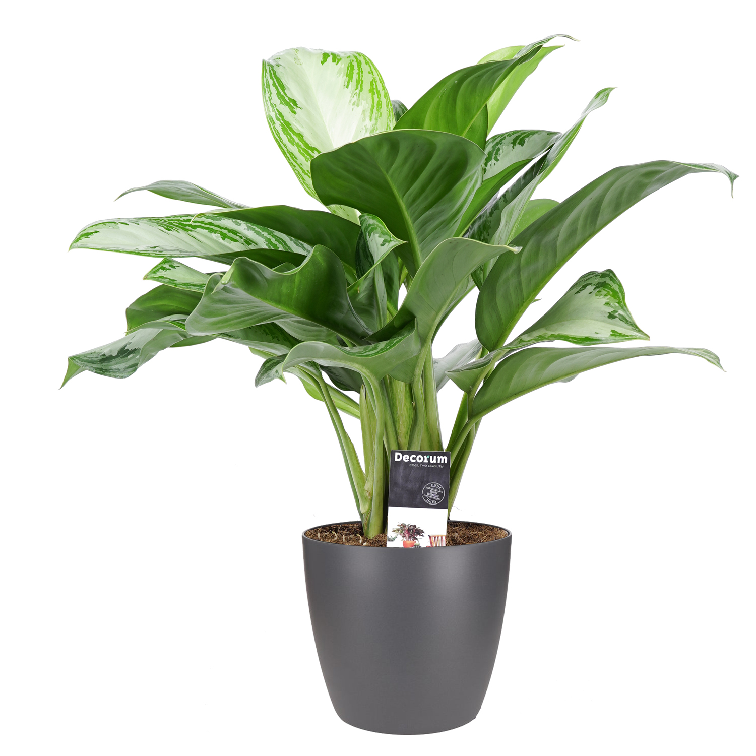 Decorum Aglaonema Silver Bay met Elho brussels antracite