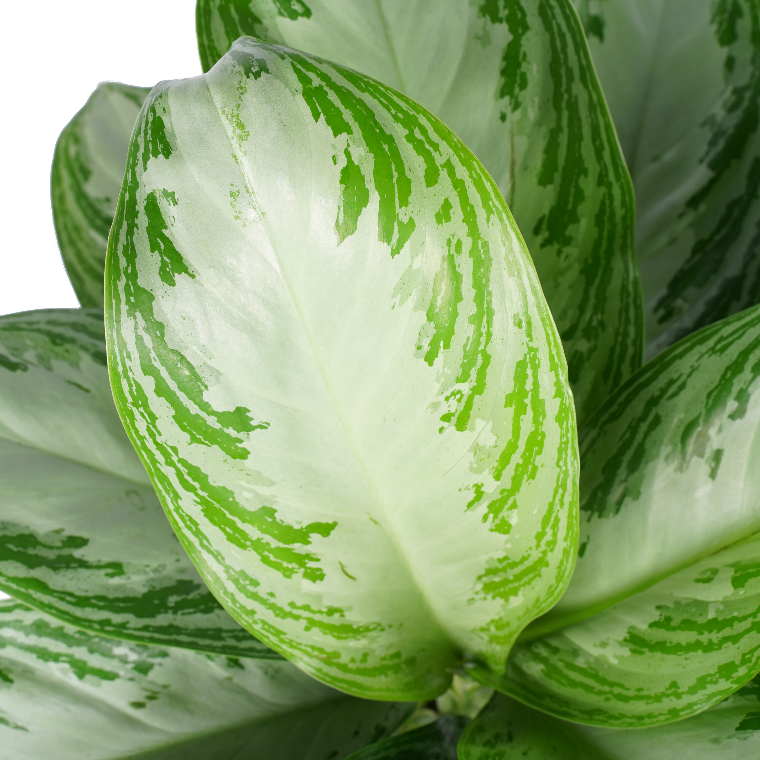 Decorum Aglaonema Silver Bay met Elho brussels antracite - Afbeelding 3