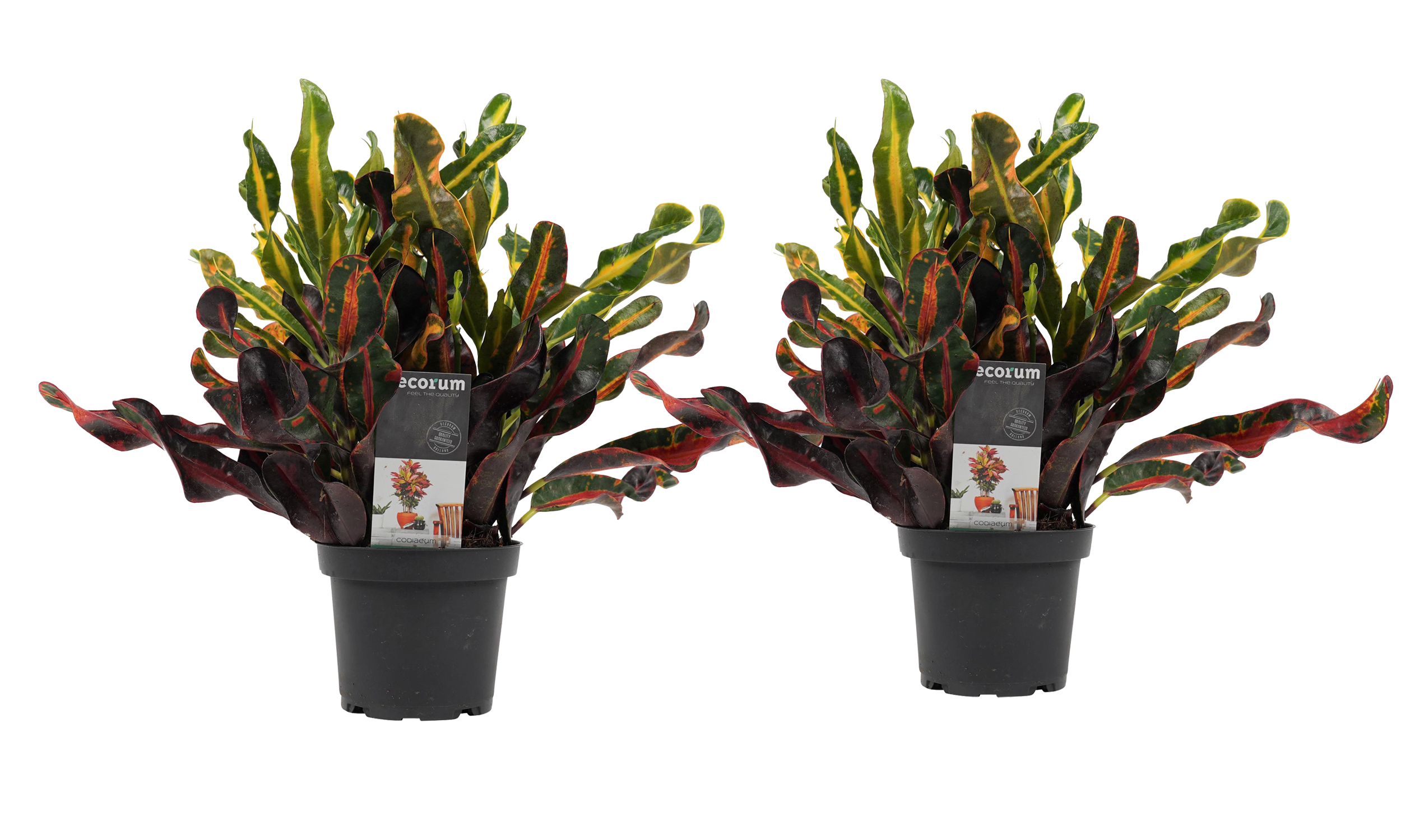 Decorum Duo Croton Mammi 3pp kopstek