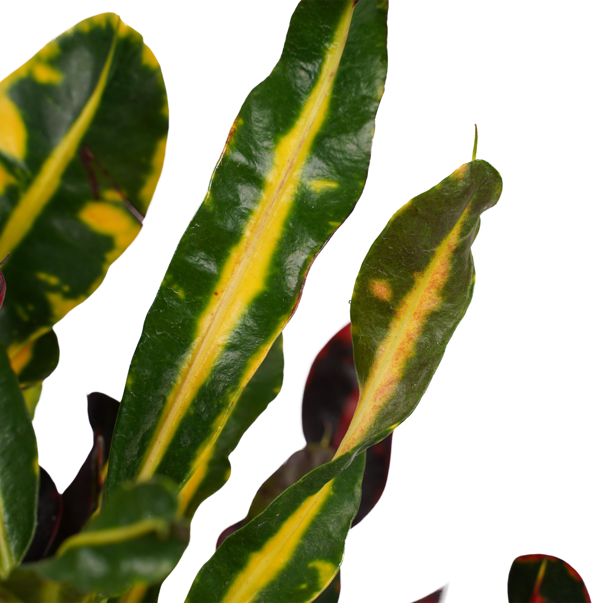 Decorum Duo Croton Mammi 3pp kopstek - Afbeelding 3