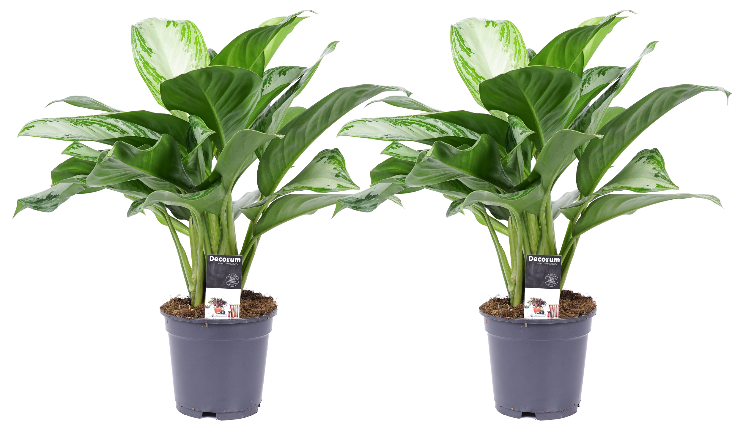 Decorum Duo Aglaonema Silver Bay