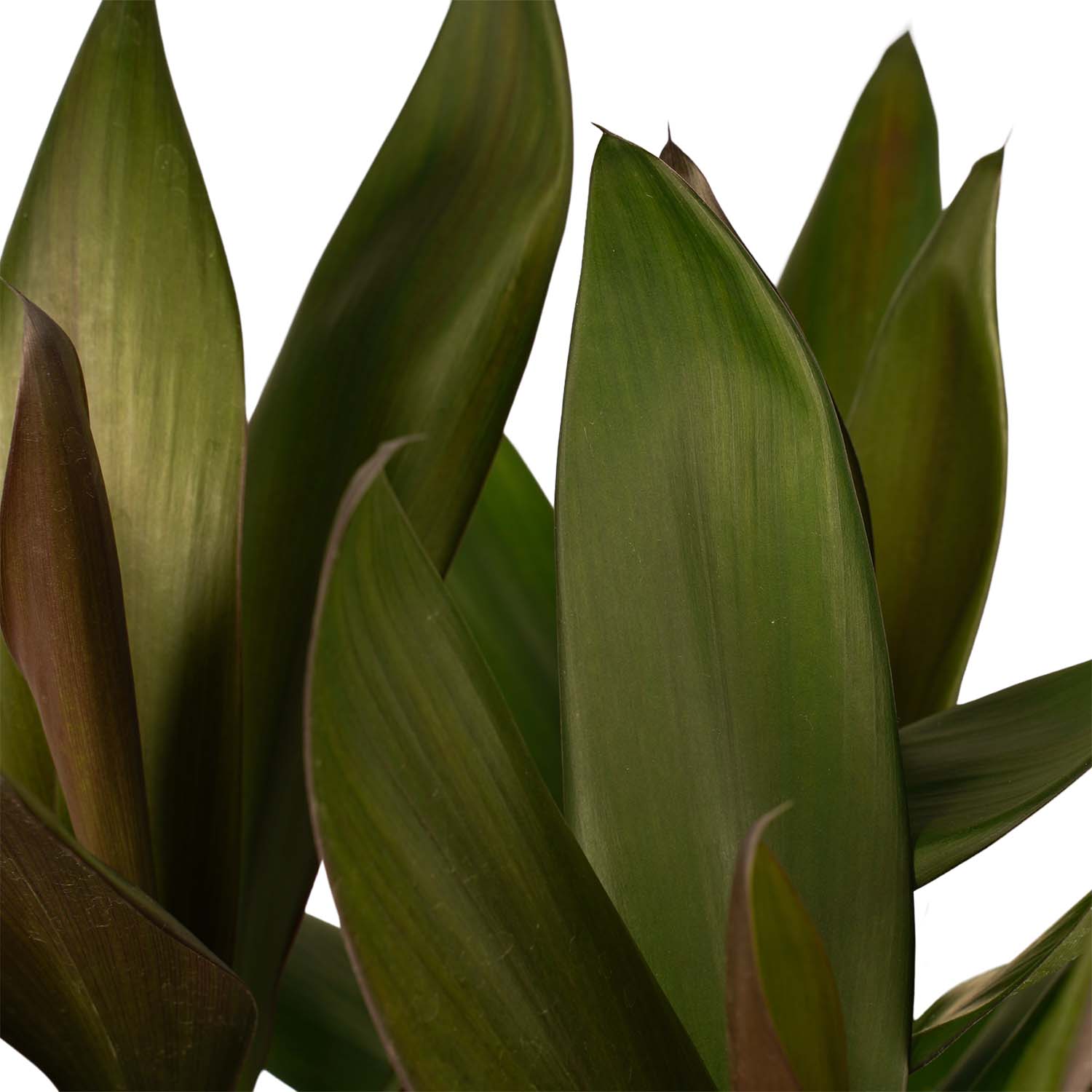 Decorum Cordyline Glauca met Elho brussels living black - Afbeelding 3
