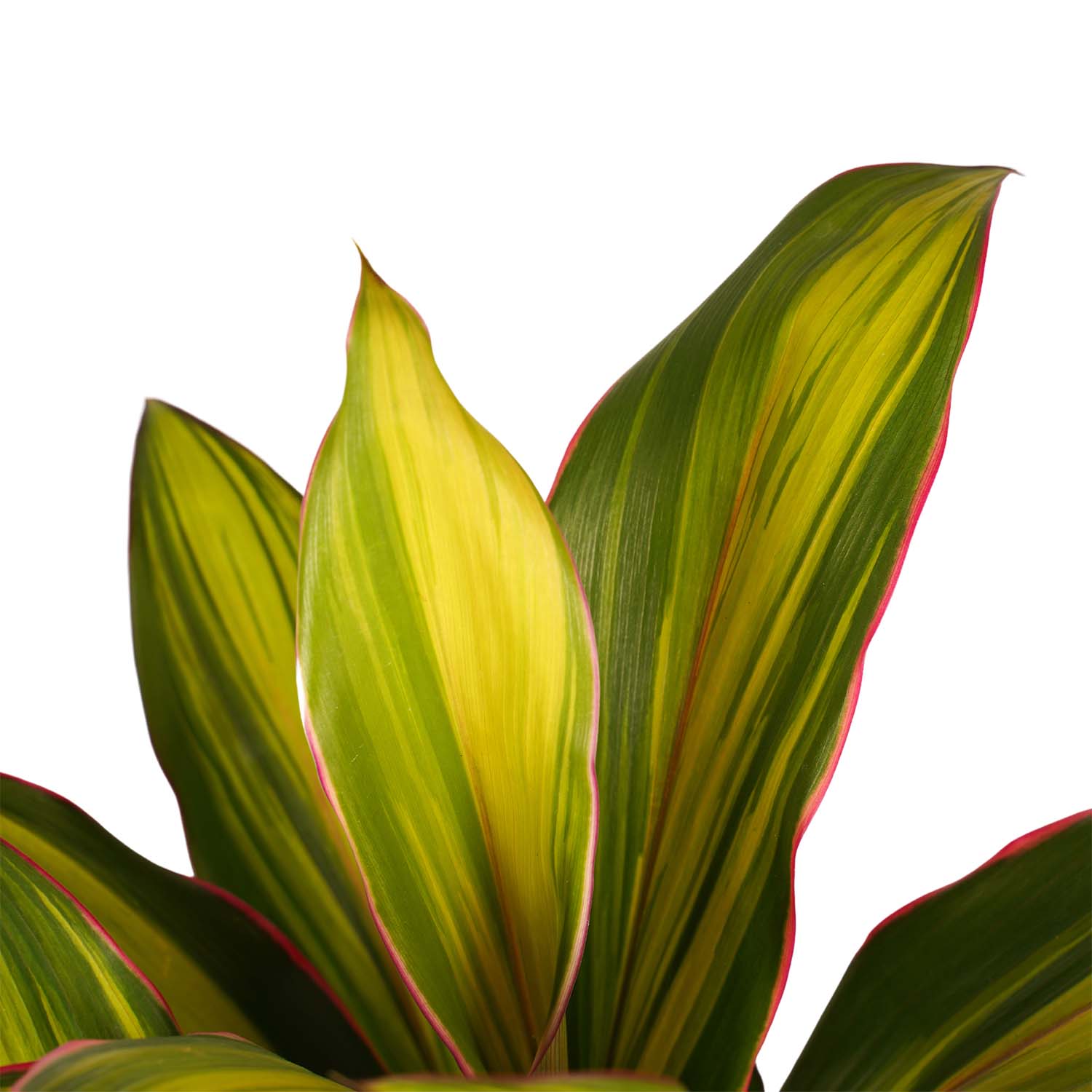 Decorum Cordyline Kiwi toef met Elho brussels soap - Afbeelding 3