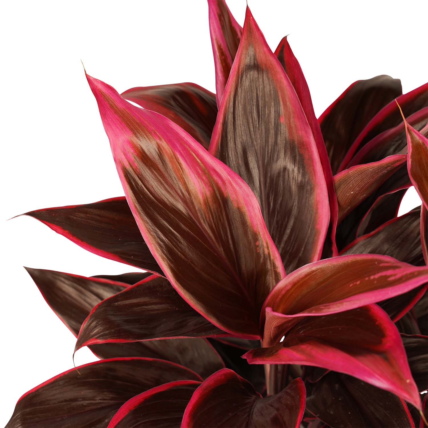 Decorum Cordyline Mambo toef met Elho brussels antracite - Afbeelding 3