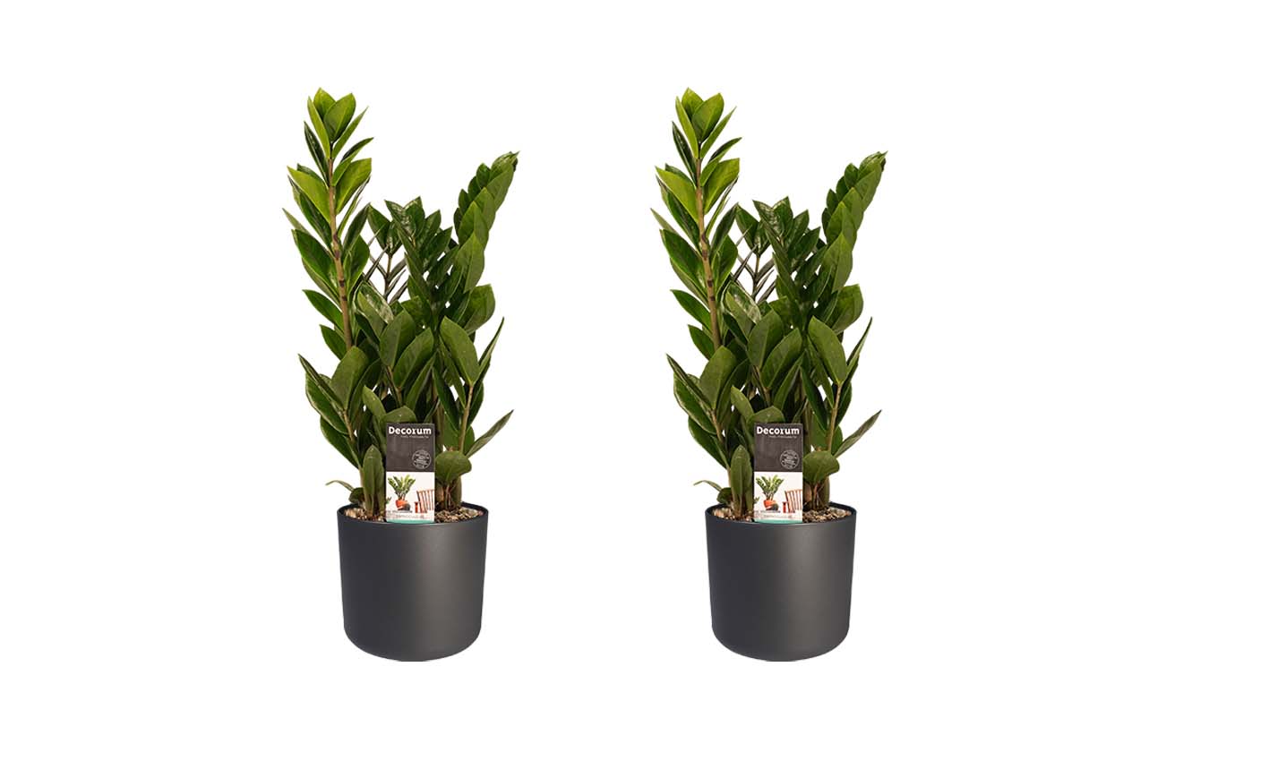 Decorum Duo 2 x Zamio Culcas met Elho B.for soft antracite