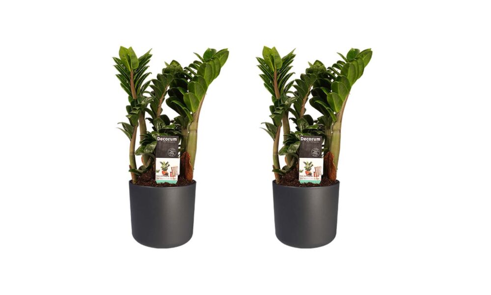 Decorum Duo 2 x Zamio Zenzi met Elho B.for soft antracite