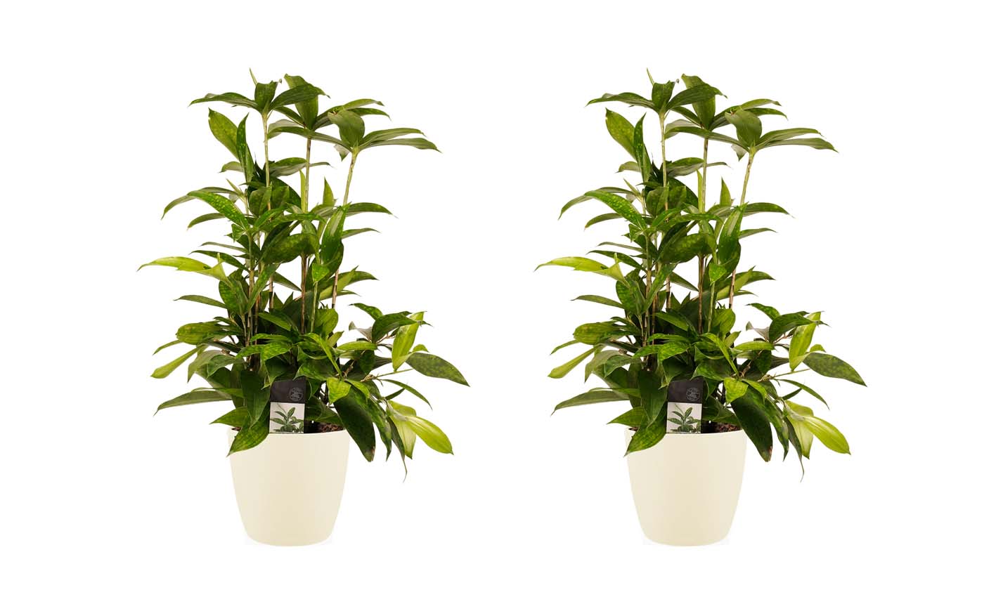Decorum Duo 2x Dracaena Surculosa met Elho brussels soap