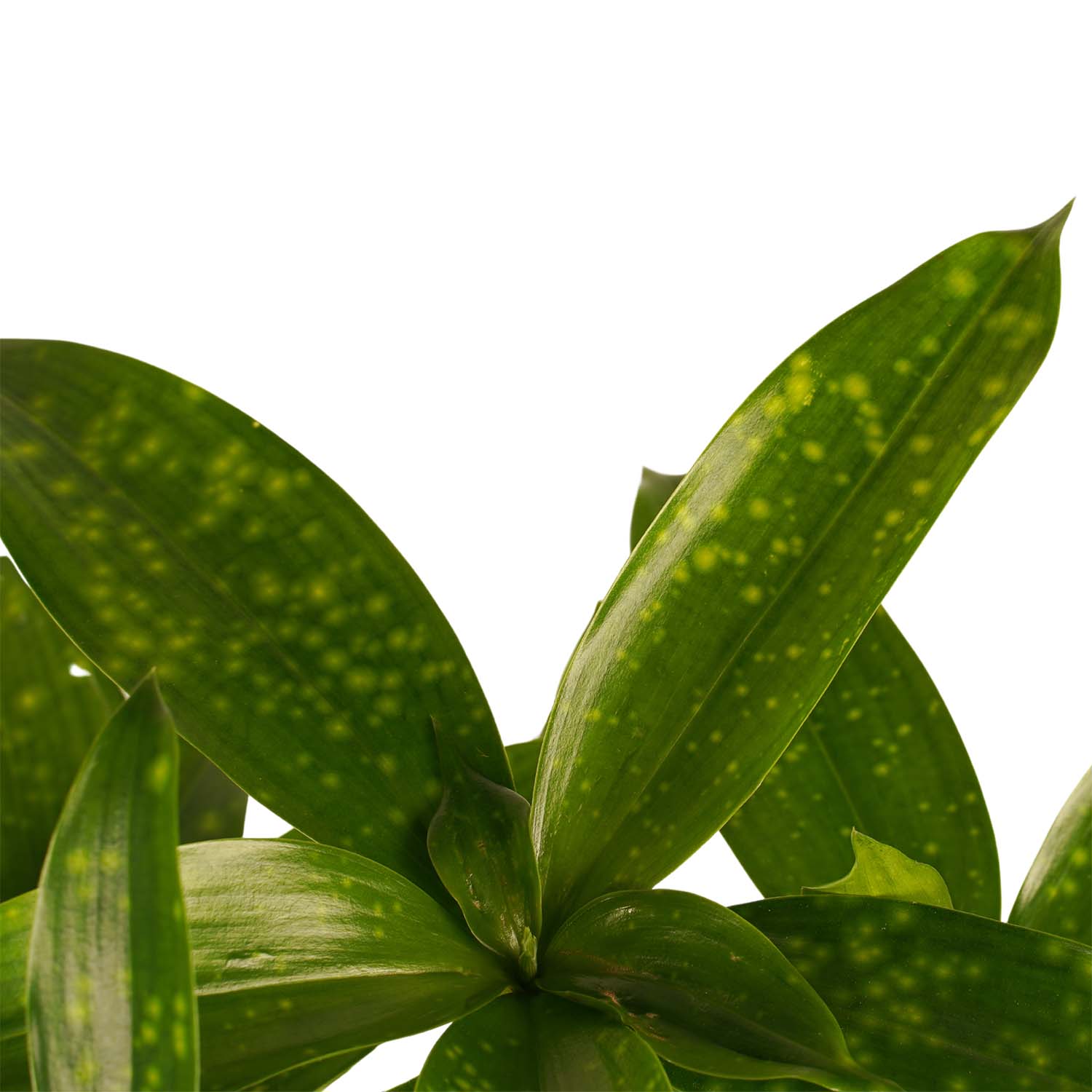 Decorum Duo 2x Dracaena Surculosa met Elho brussels soap - Afbeelding 3