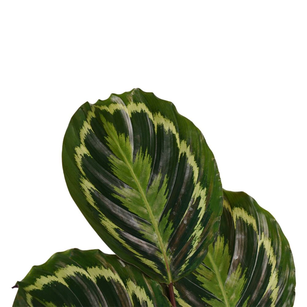 Decorum Calathea Medaillon met Elho brussels antracite - Afbeelding 3
