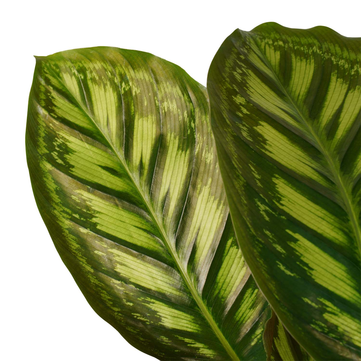 Decorum Calathea Flamestar met Elho brussels soap - Afbeelding 3