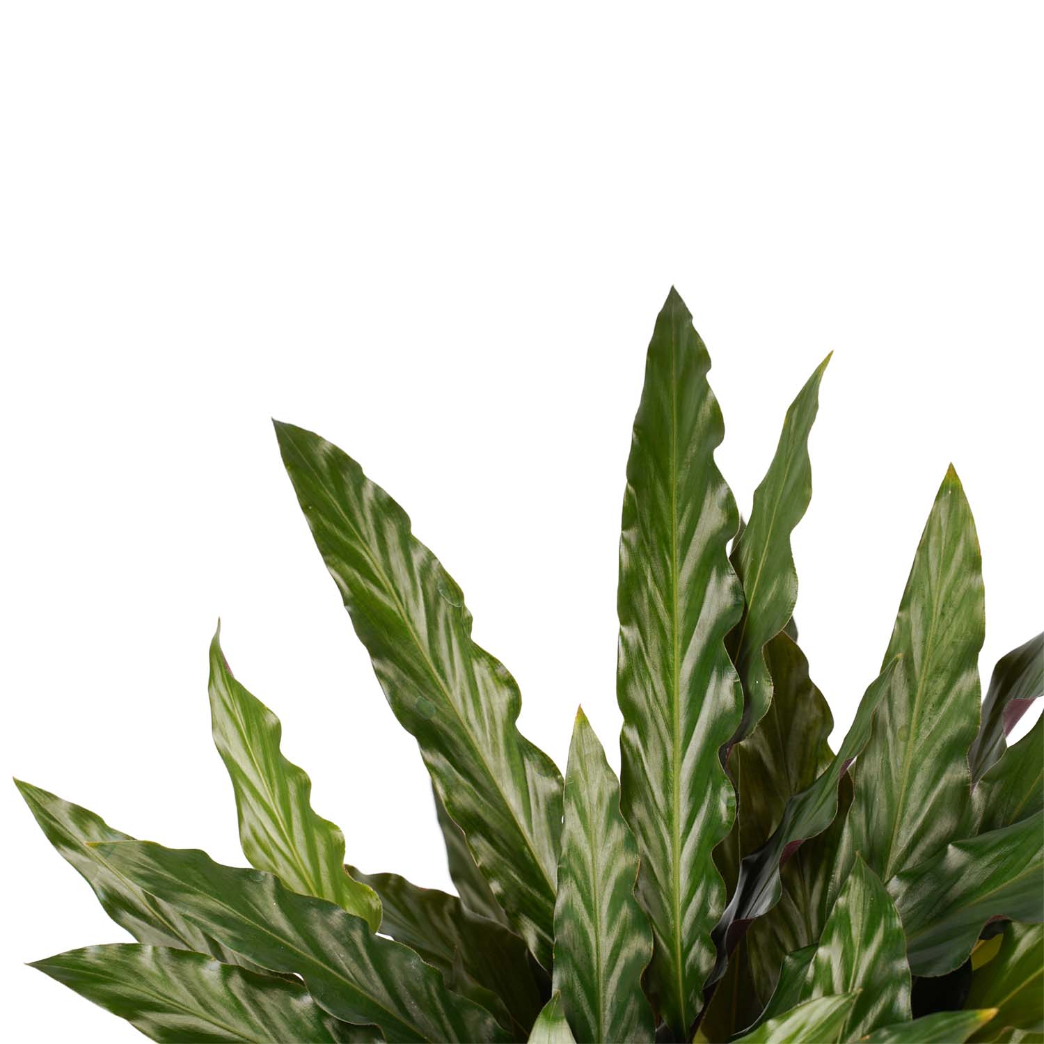 Decorum Calathea Elgergrass met Elho brussels white - Afbeelding 3