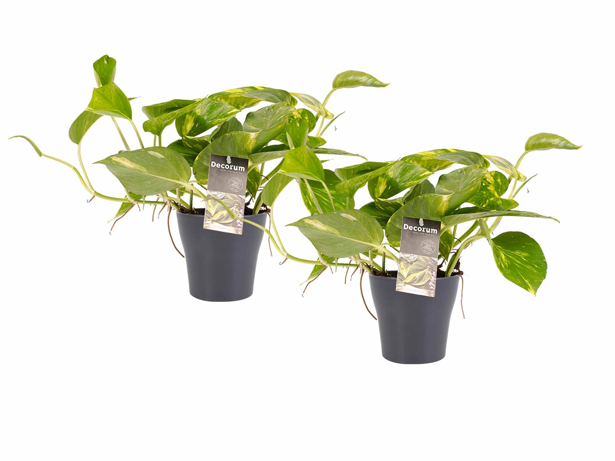 Decorum Duo Scindapsus Aureum met potten Anna Grey