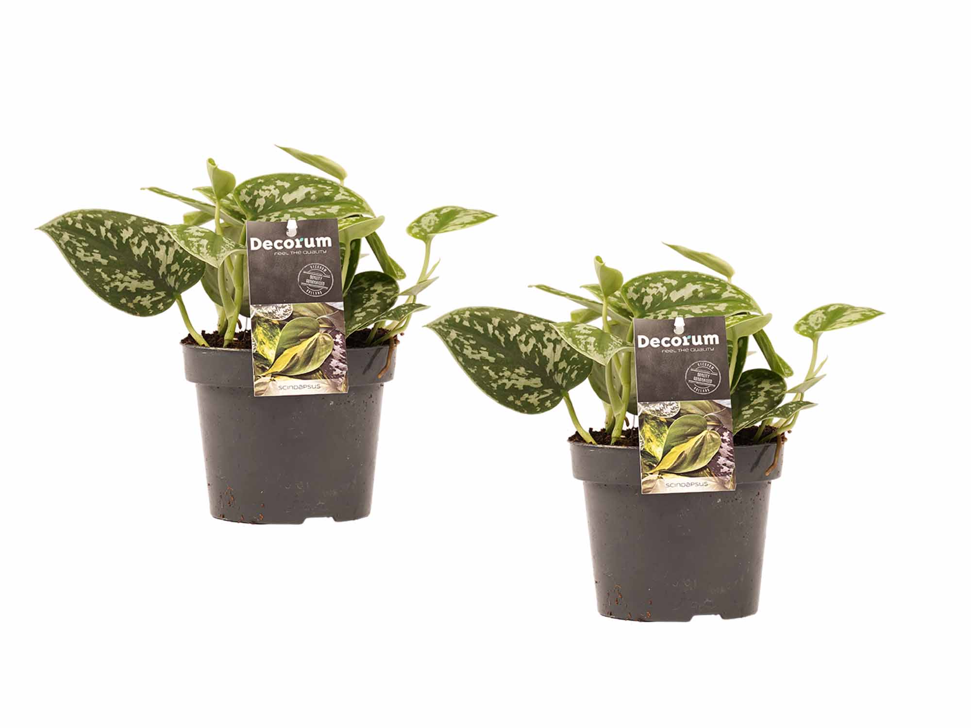 Decorum Duo Scindapsus Pictus Trebie