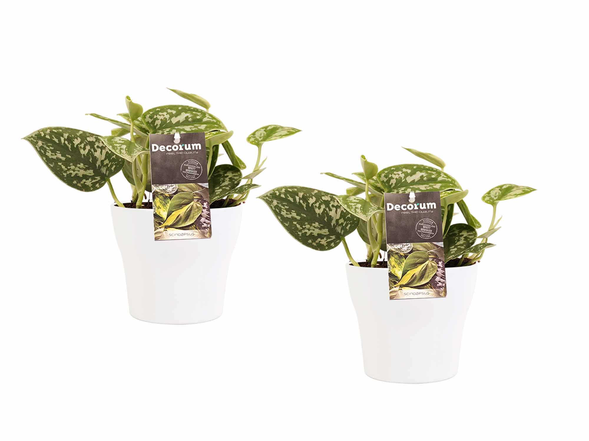 Decorum Duo Scindapsus Pictus Trebie met potten Anna White