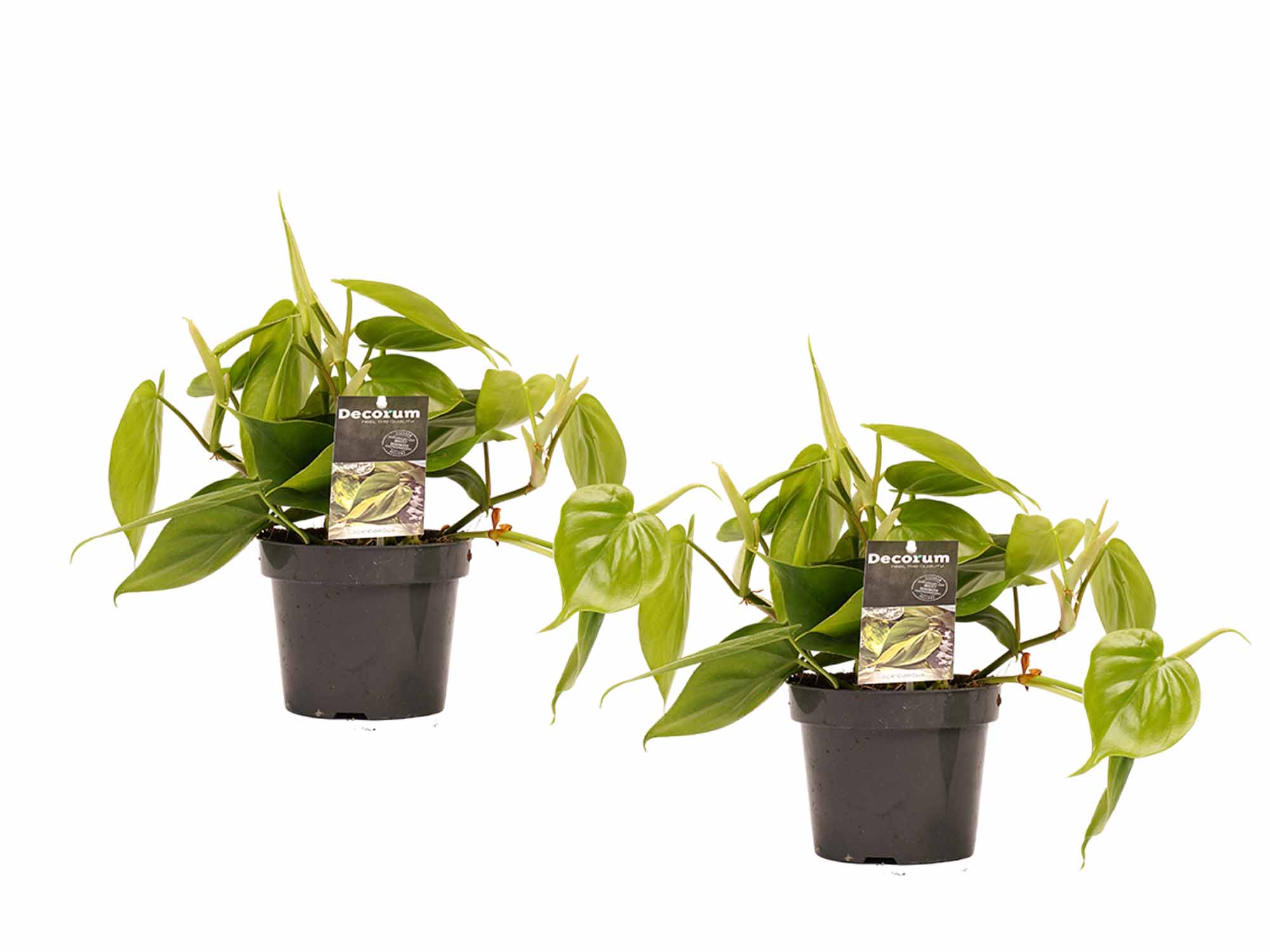 Decorum Duo Philodendron Scandens