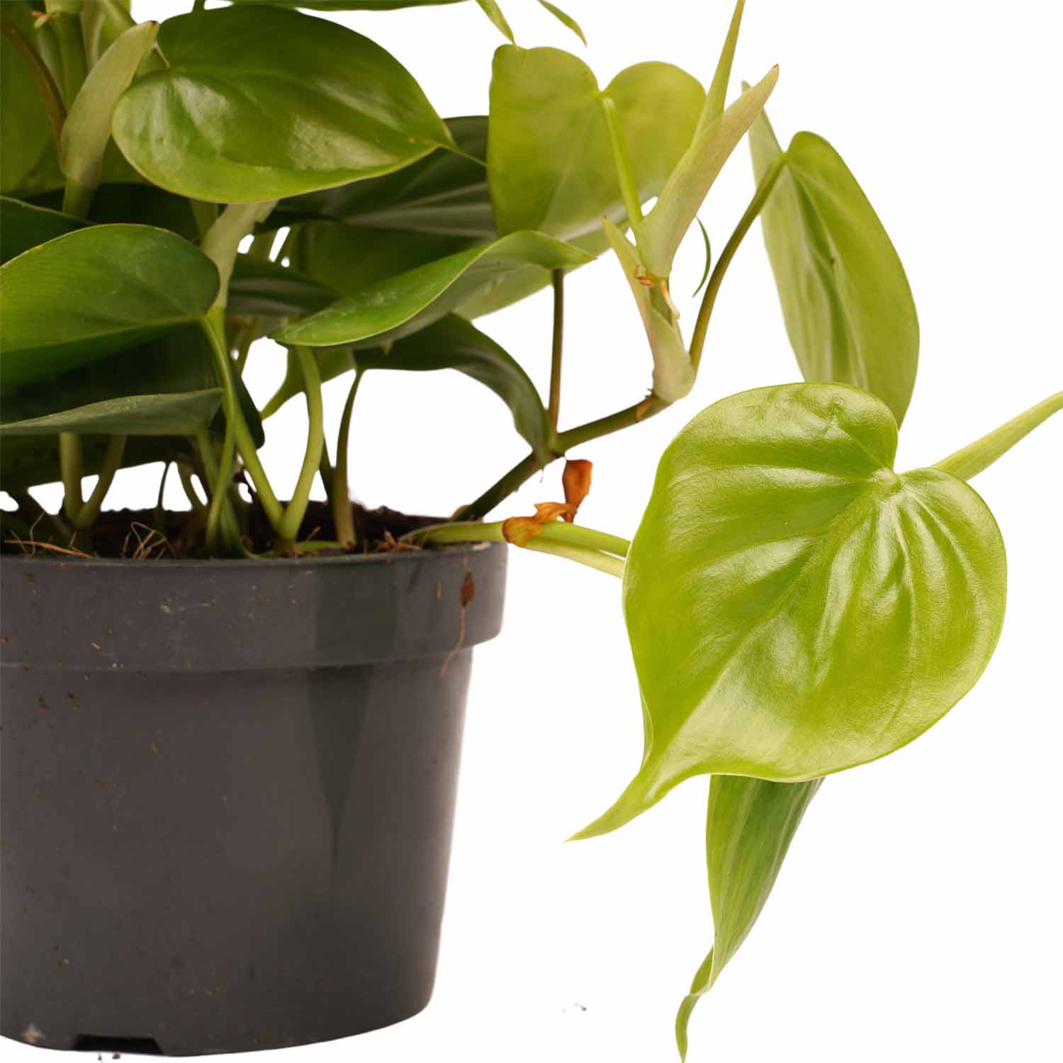 Decorum Duo Philodendron Scandens - Afbeelding 3
