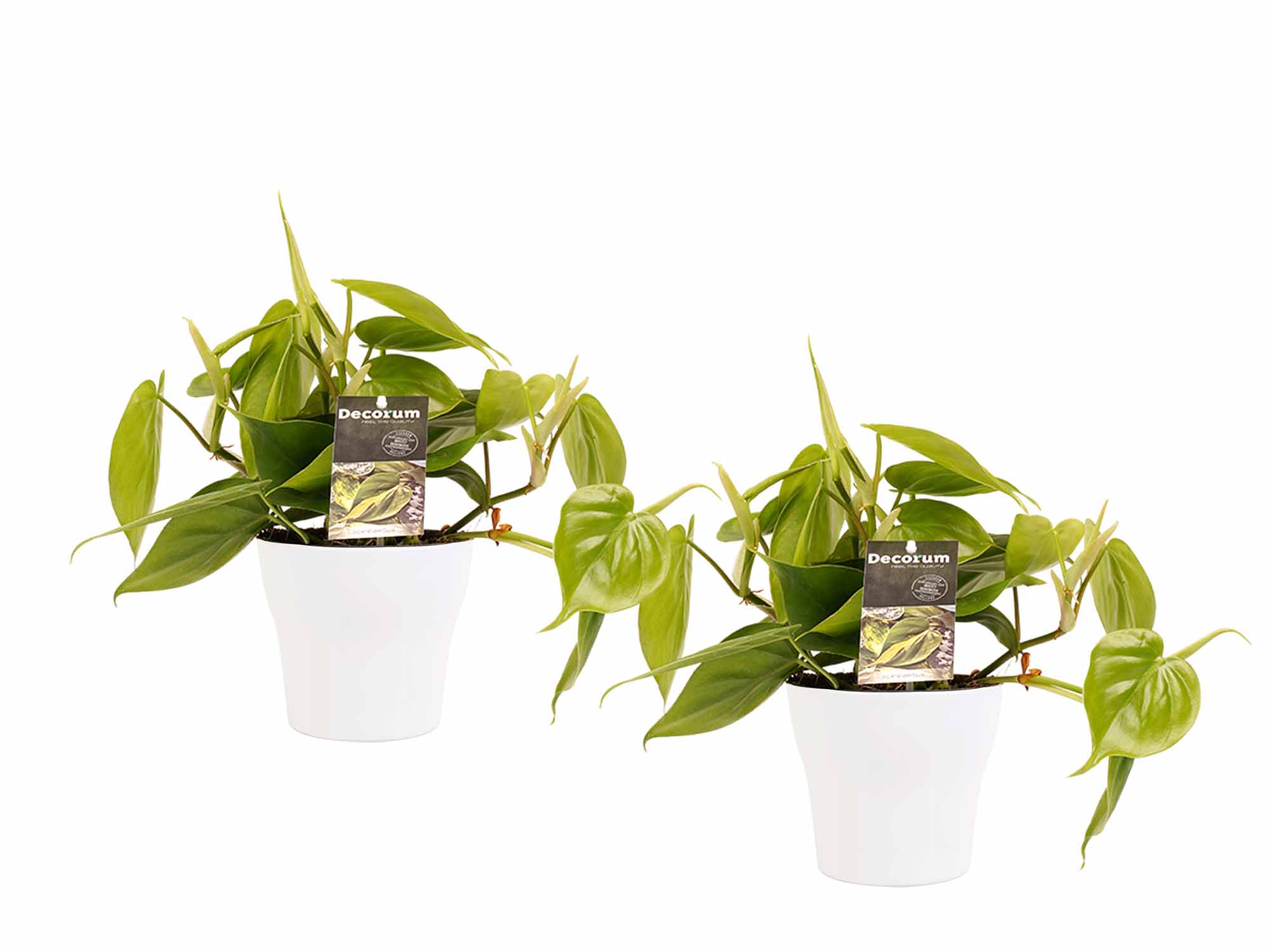 Decorum Duo Philodendron Scandens met potten Anna White