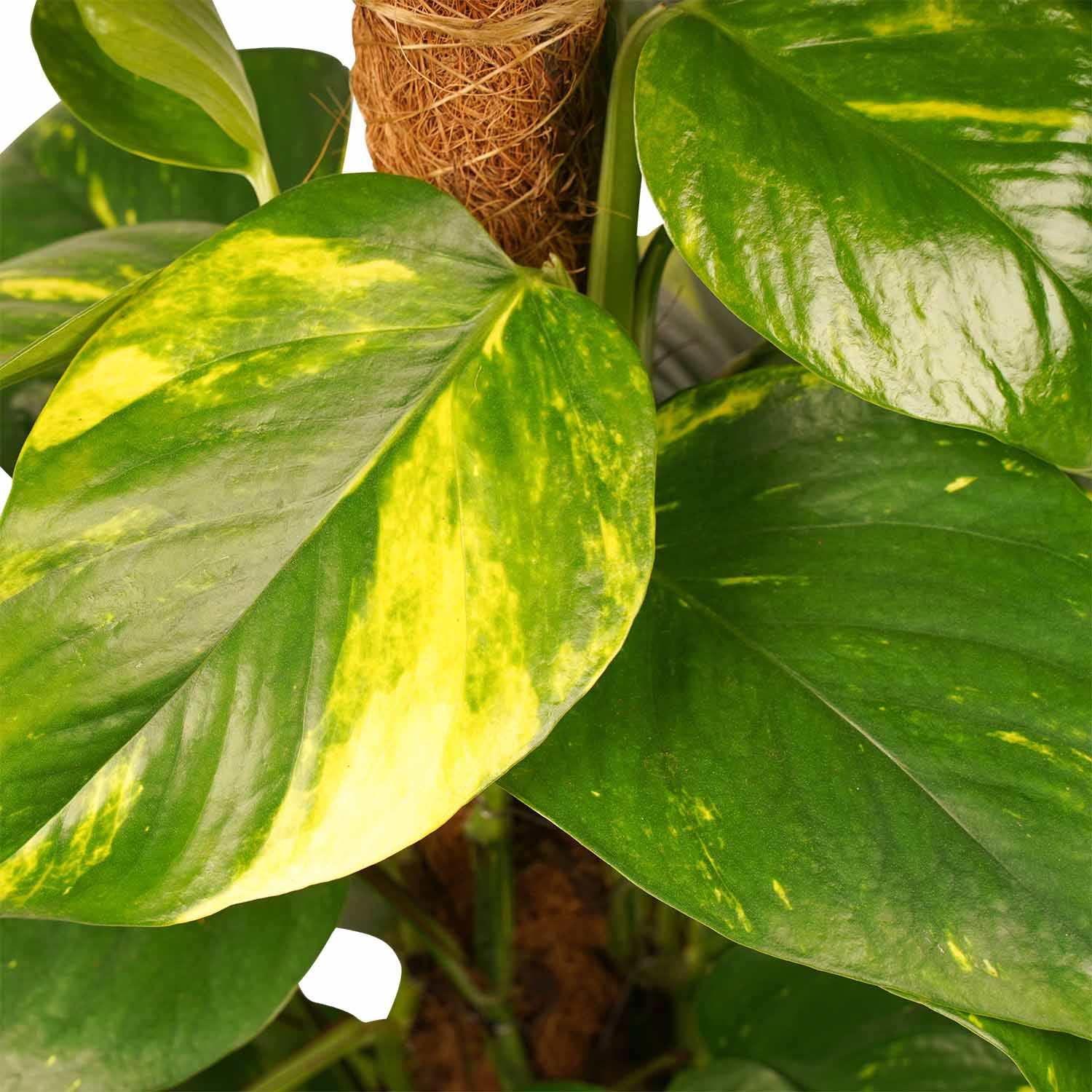 Decorum Scindapsus Mosstok 80 cm met Elho brussels antracite - Afbeelding 3