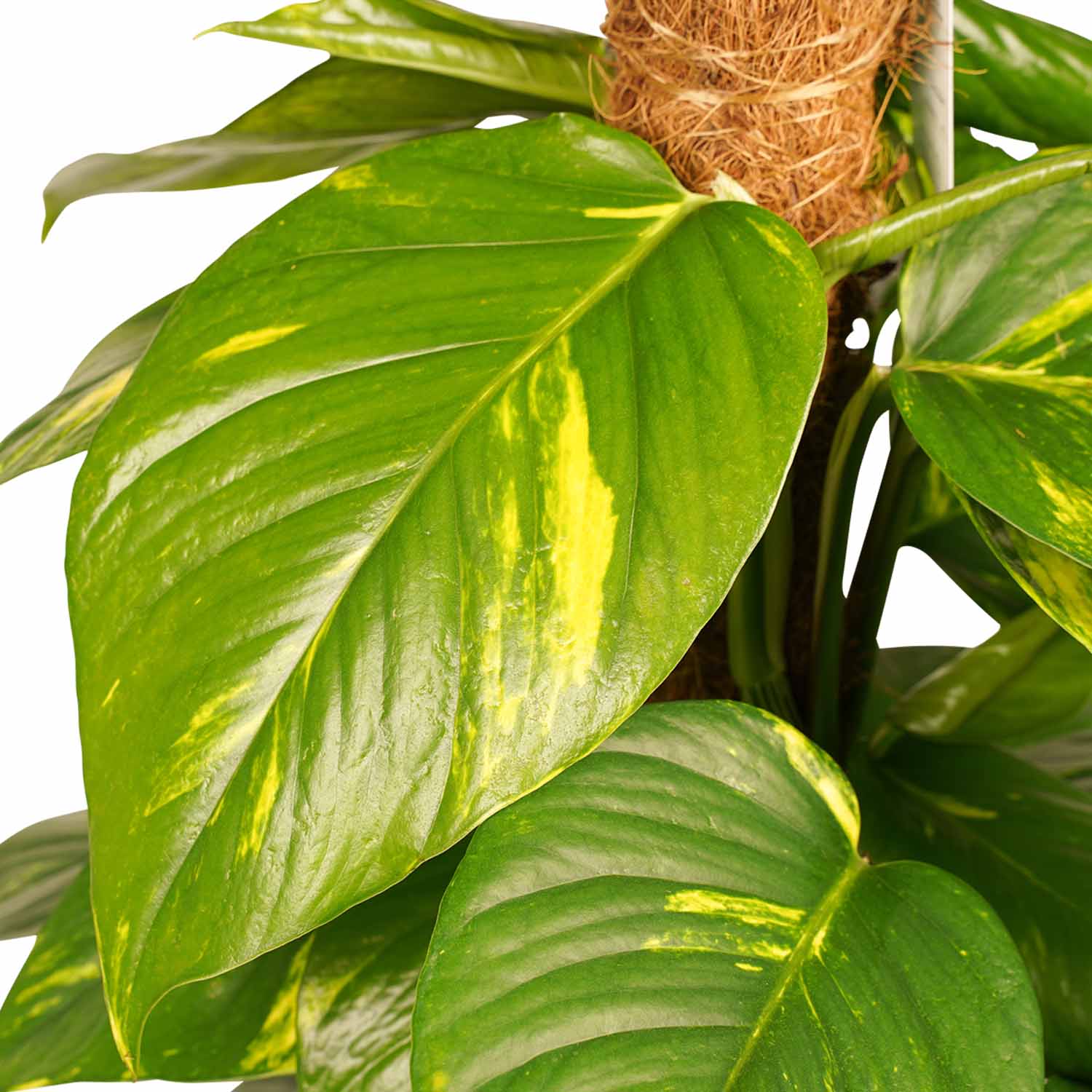 Decorum Scindapsus Mosstok 120 cm met Elho brussels soap - Afbeelding 3