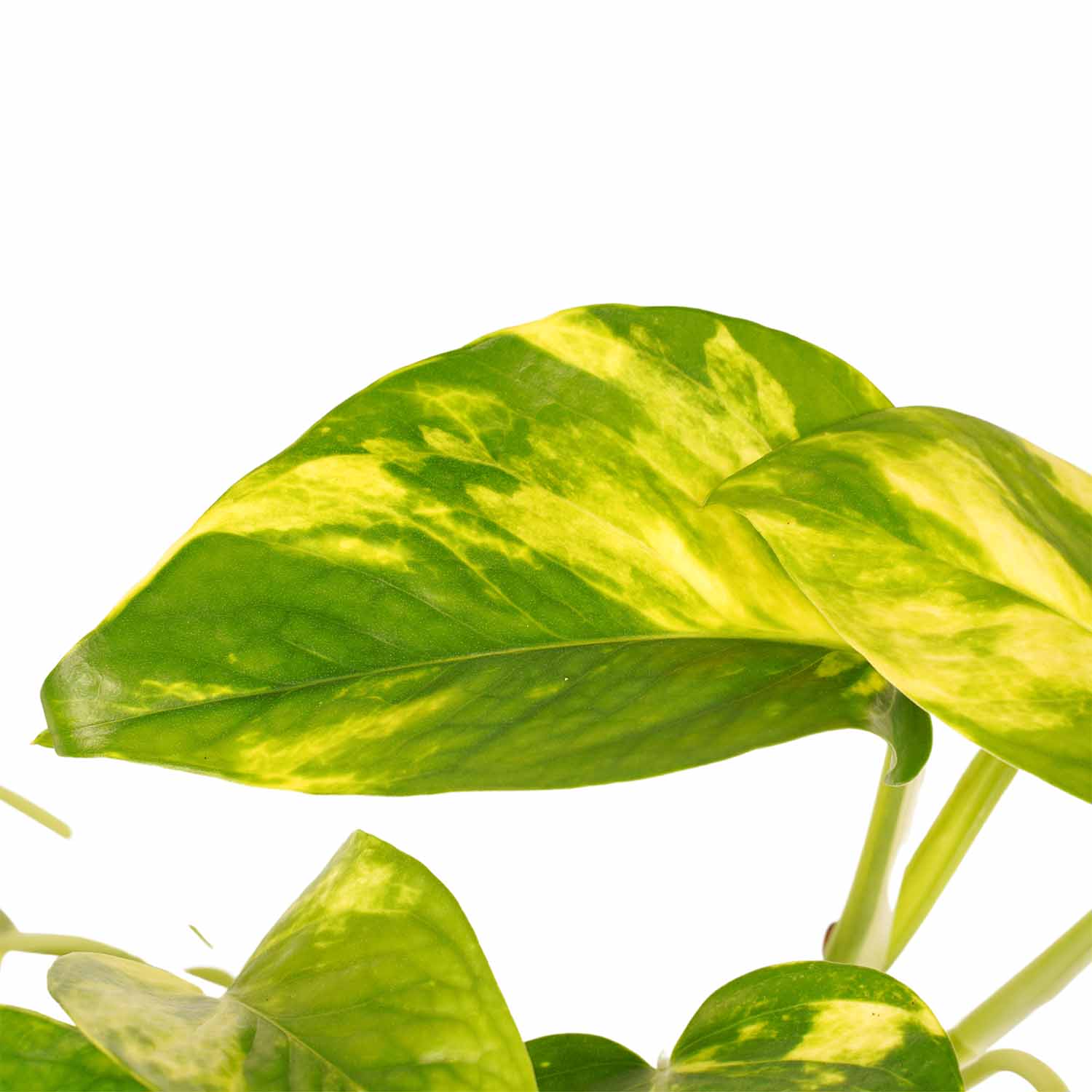 Decorum Combipakket Scindapsus Aureum - N'joy - Pictus Trebie - Marble Queen - Afbeelding 3