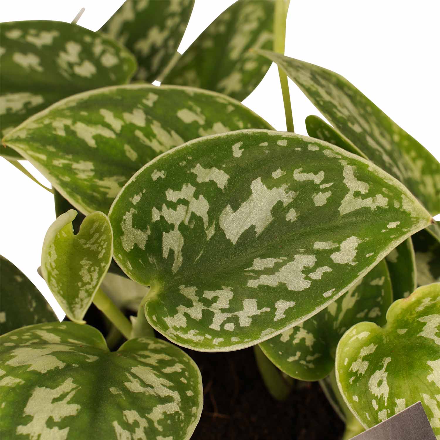 Decorum Combipakket Scindapsus Aureum - N'joy - Pictus Trebie - Marble Queen - Afbeelding 5