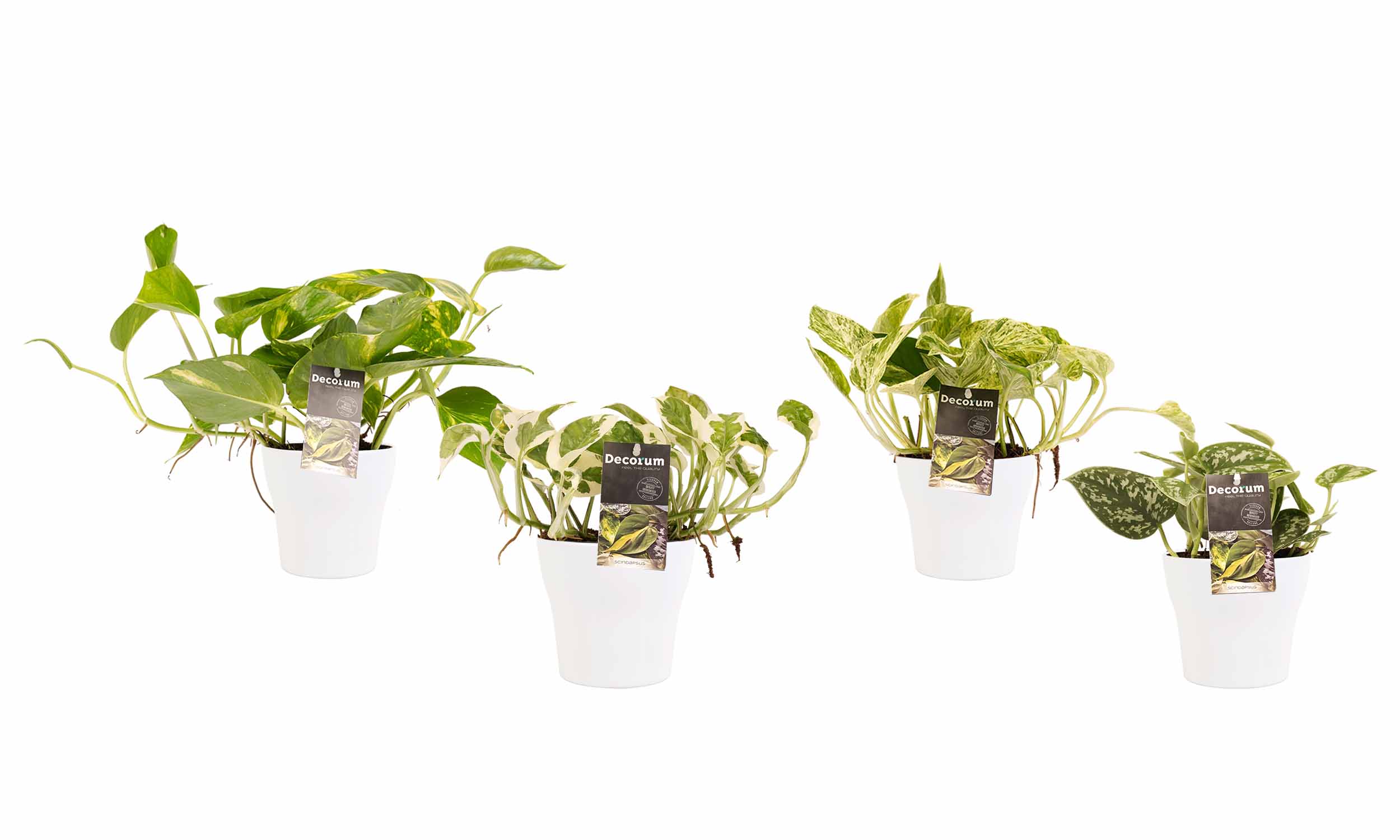 Decorum Combipakket Scindapsus Aureum - N'joy - Pictus Trebie - Marble Queen met potten Anna White