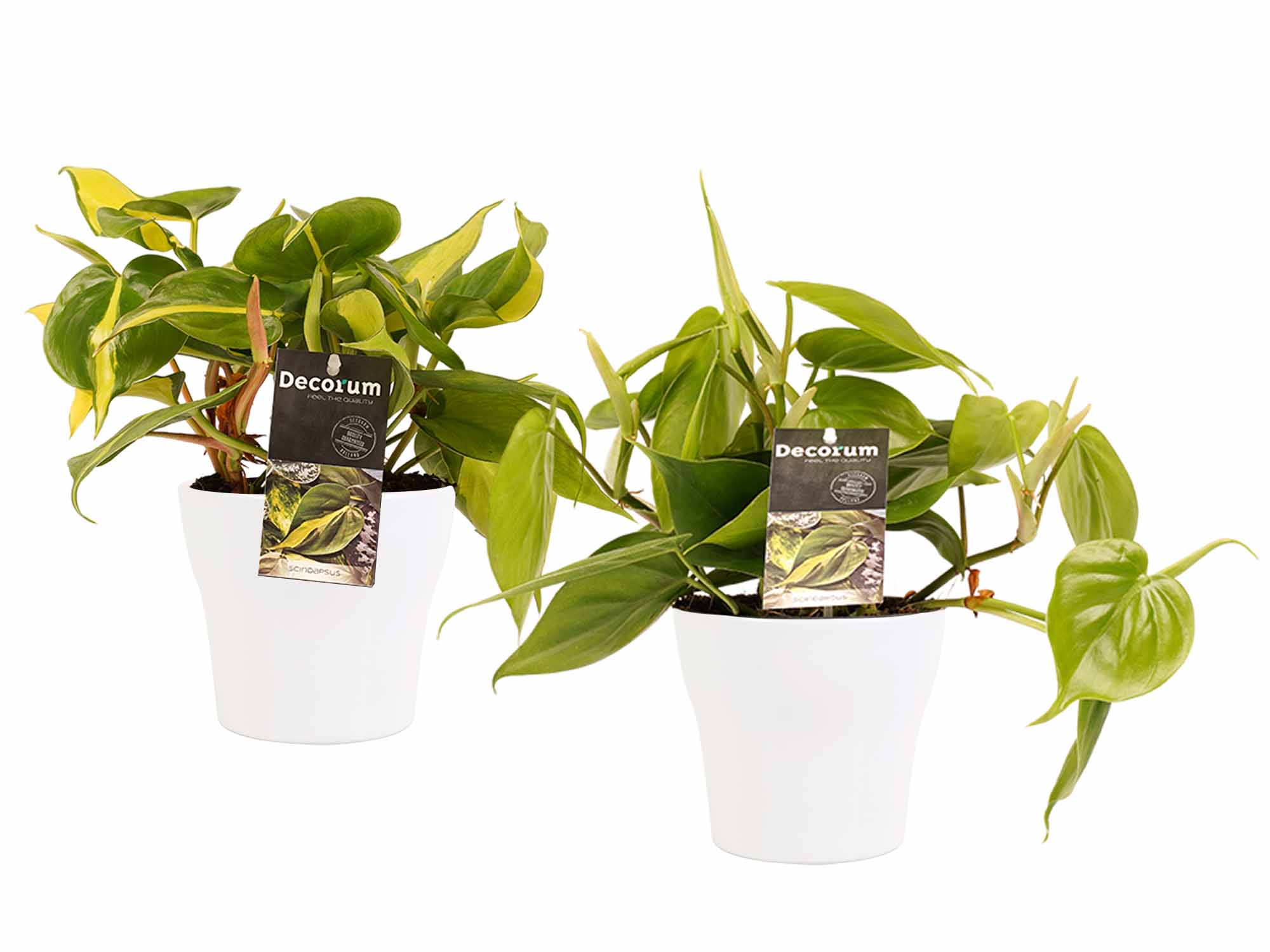 Decorum Duo Philodendron Brazil - Philodendron Scandens met potten Anna White