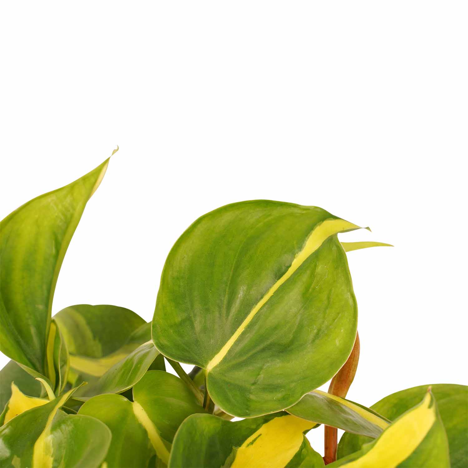 Decorum Duo Philodendron Brazil - Philodendron Scandens met potten Anna White - Afbeelding 4