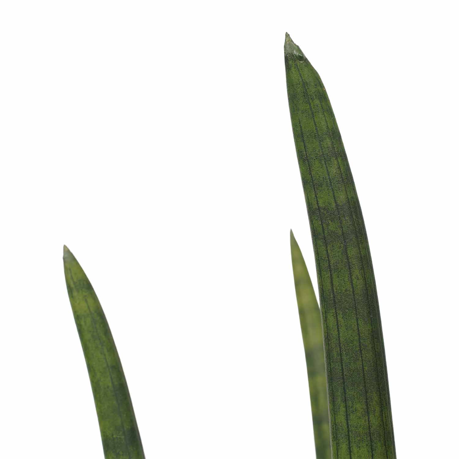 Decorum Duo Sansevieria Cylindrica rocket - Afbeelding 3