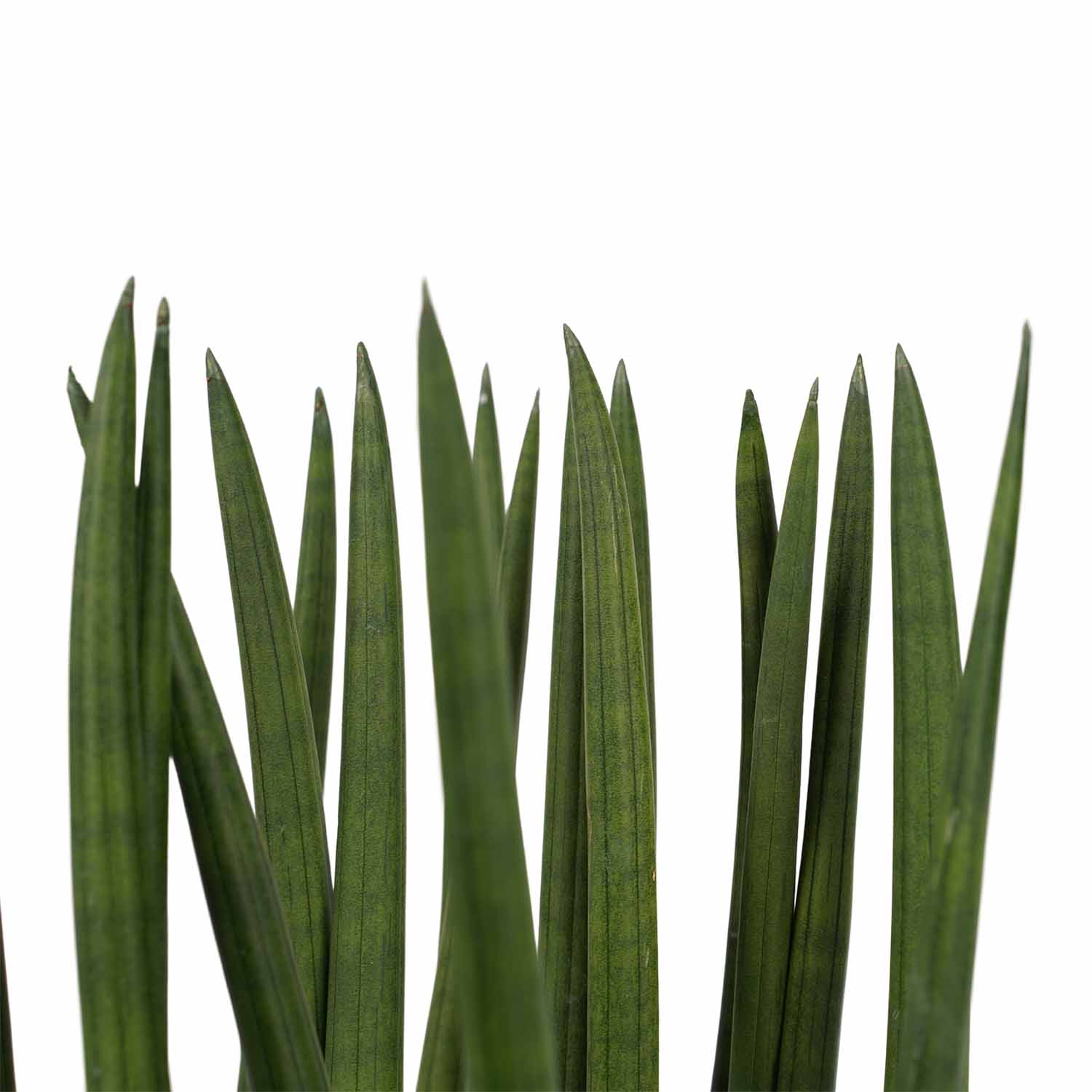 Decorum Sansevieria Cylindrica spaghetti met Elho brussels soap - Afbeelding 3