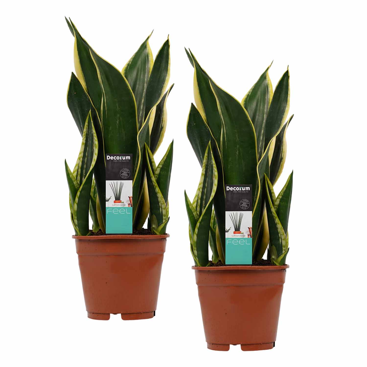 Decorum Duo Sansevieria Night Shade