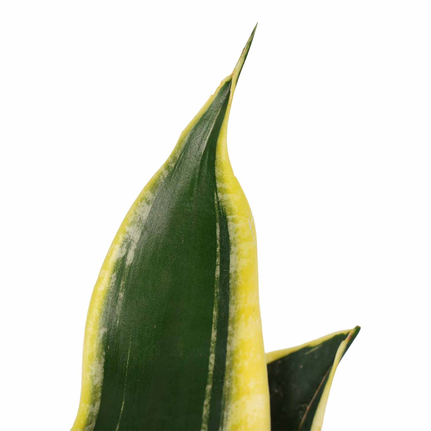 Decorum Duo Sansevieria Night Shade - Afbeelding 3
