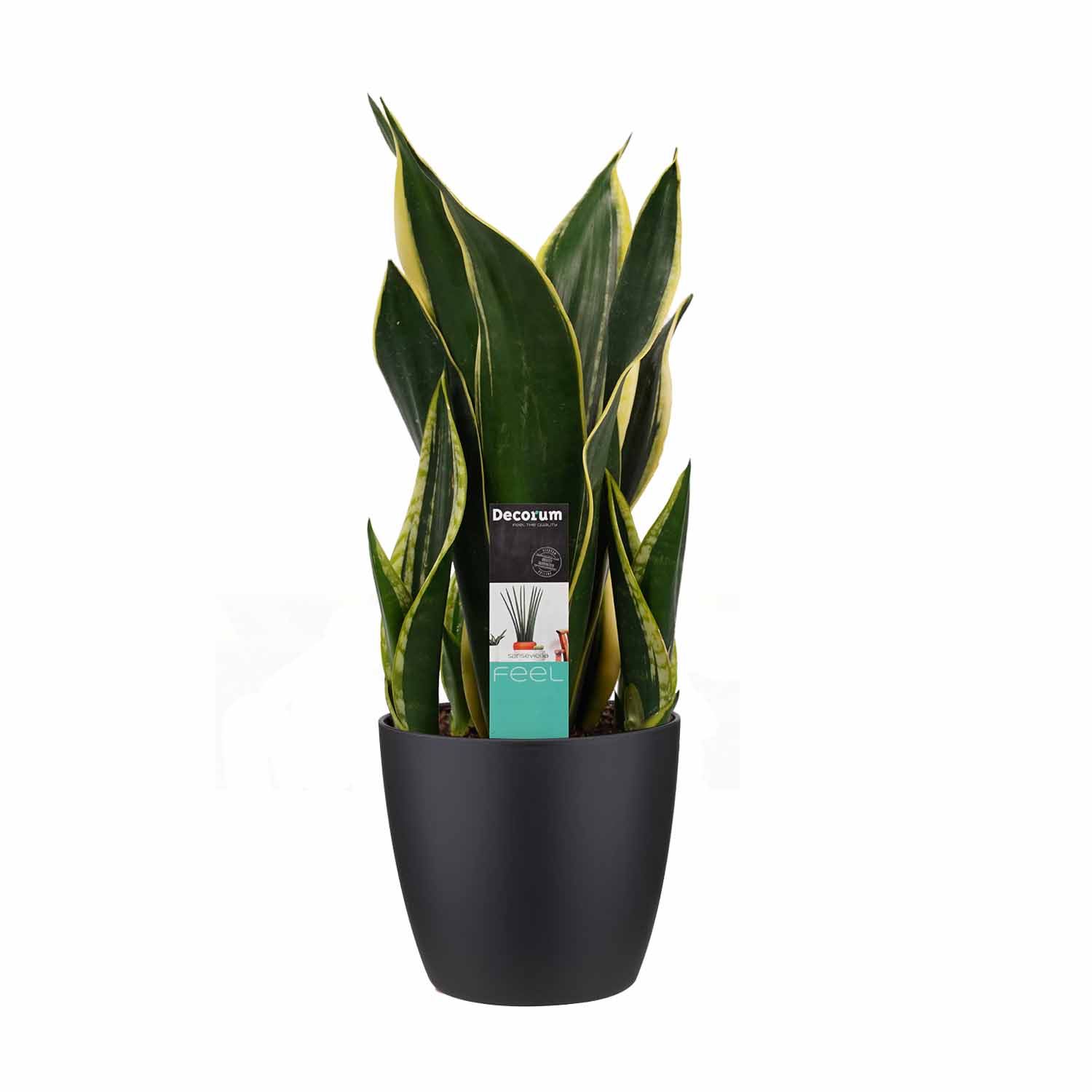 Decorum Sansevieria night Shade met Elho brussels black