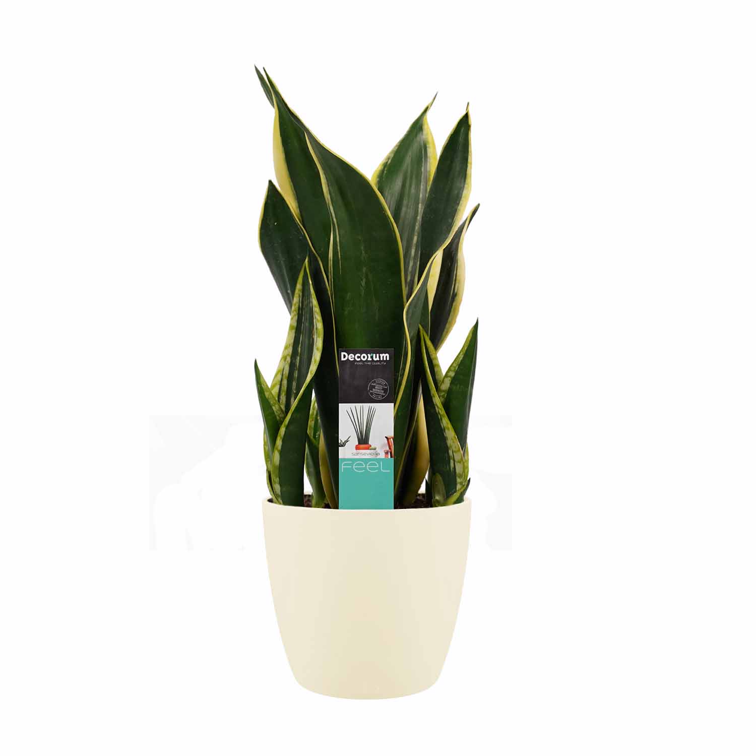 Decorum Sansevieria Night Shade met Elho brussels soap