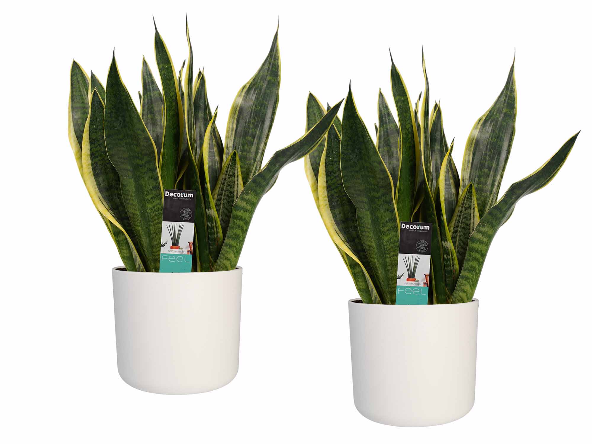 Decorum Duo Sansevieria Superba met Elho b.for white