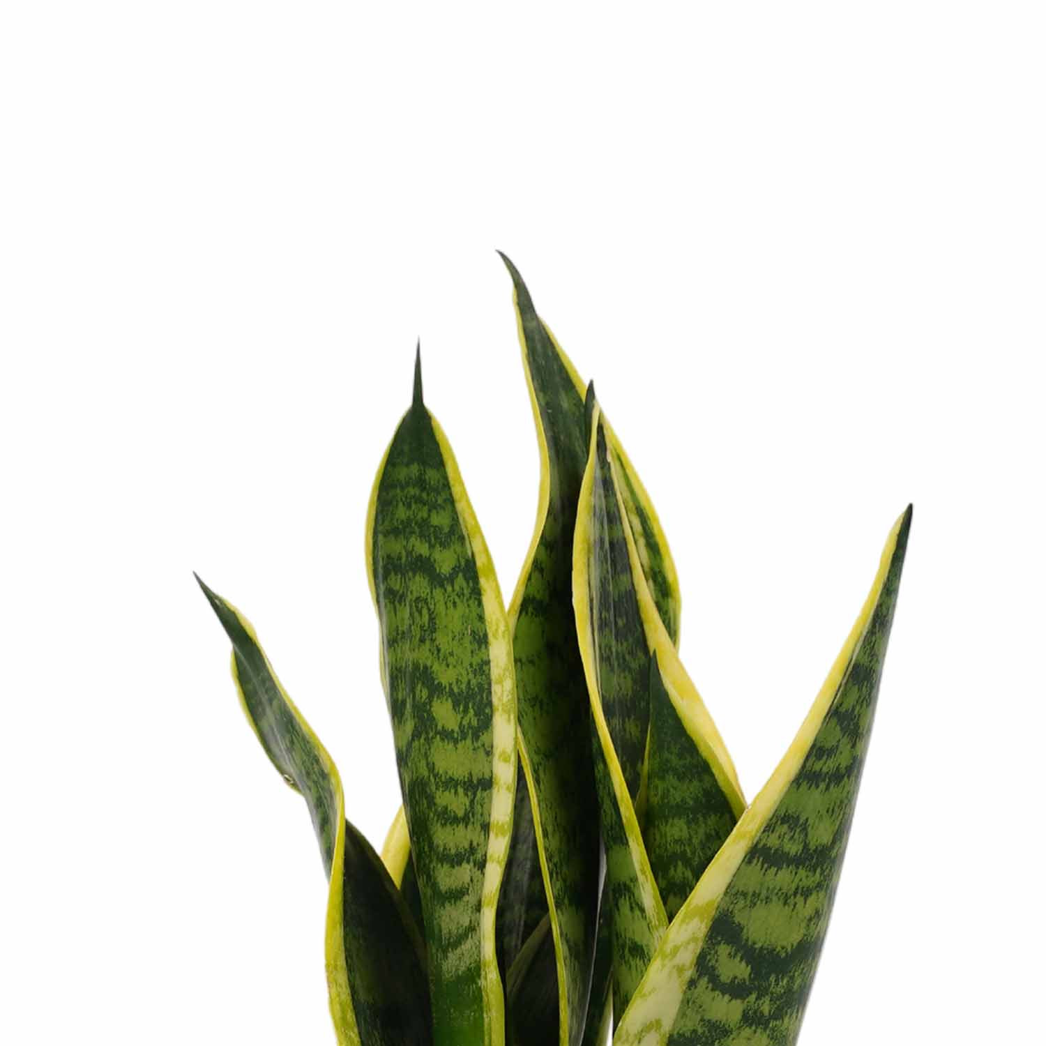 Decorum Duo Sansevieria Superba met Anna White potten - Afbeelding 3