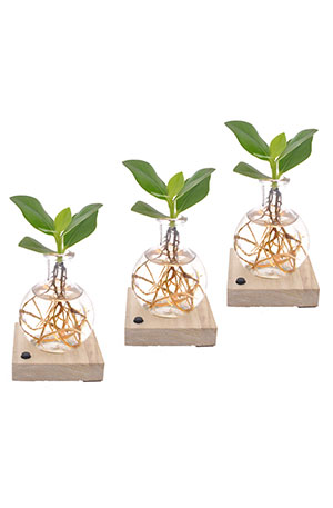 Clusia in Samoa glas met LED verlichting