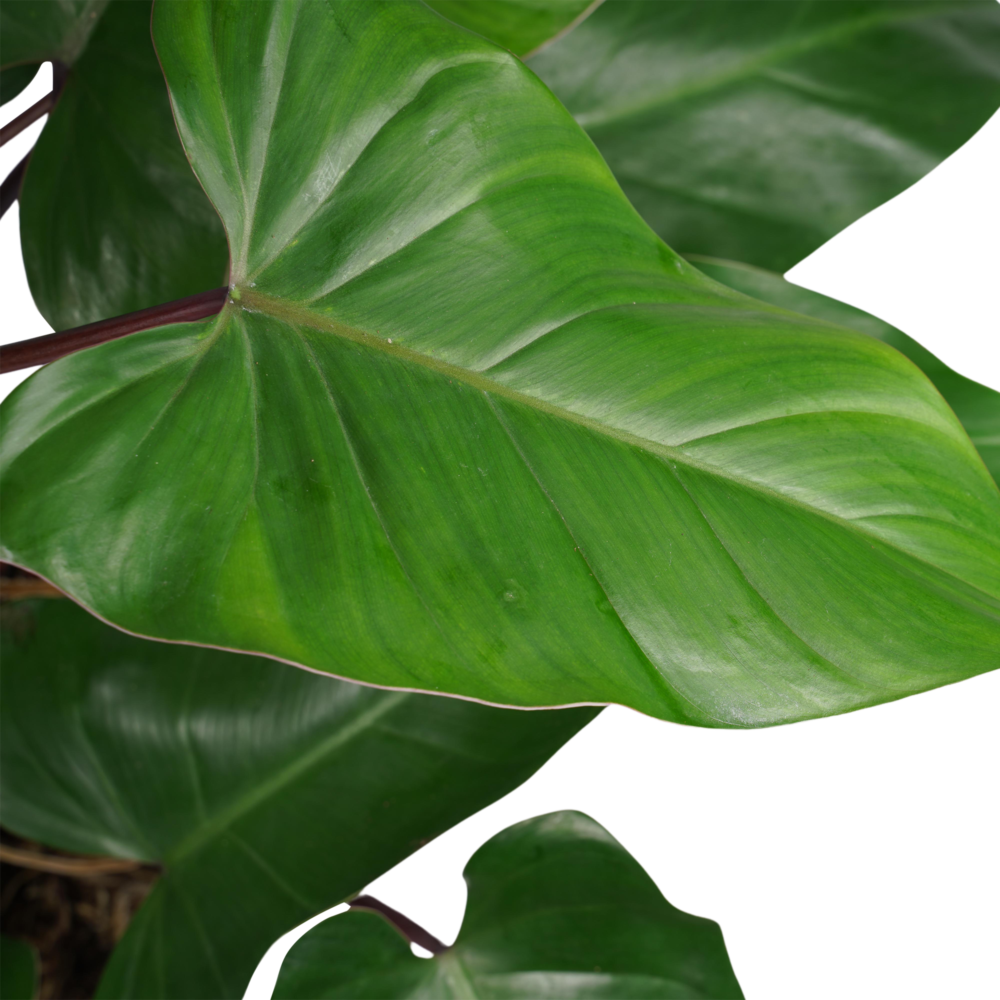 Decorum Philodendron Red Emerald - Afbeelding 3