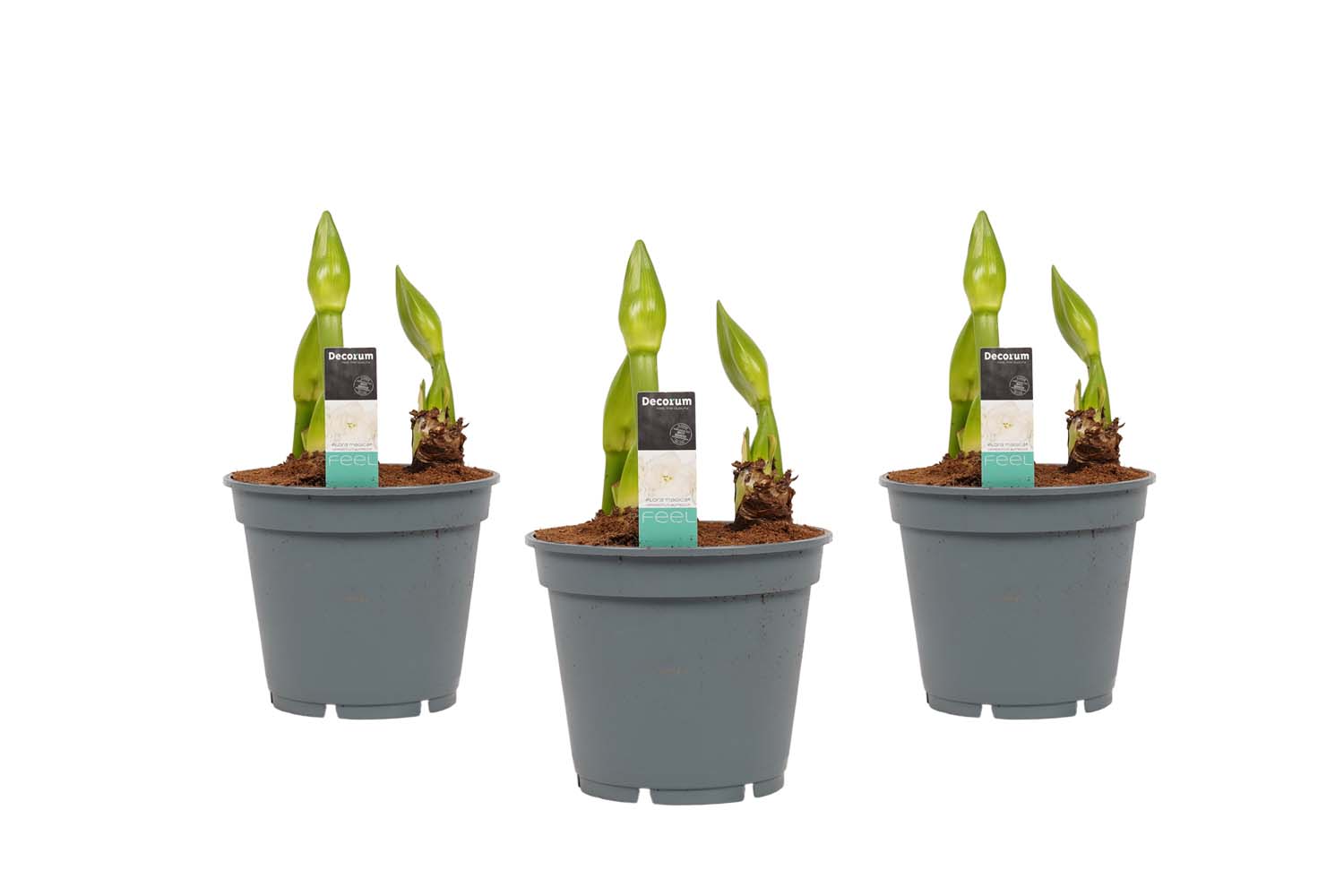 Decorum Hippeastrum Artic White (3 stuks)