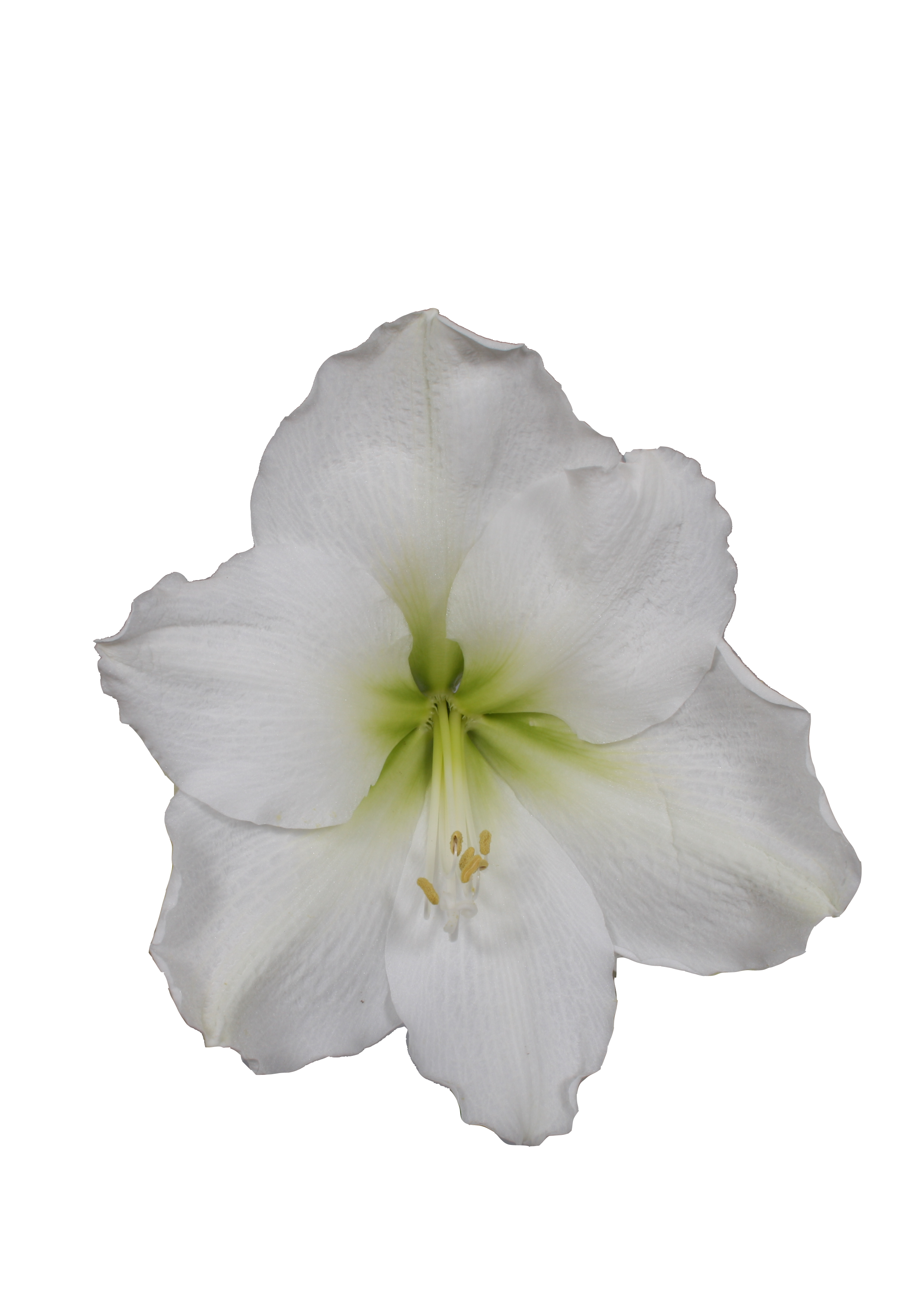 Decorum Hippeastrum Artic White (3 stuks) - Afbeelding 3