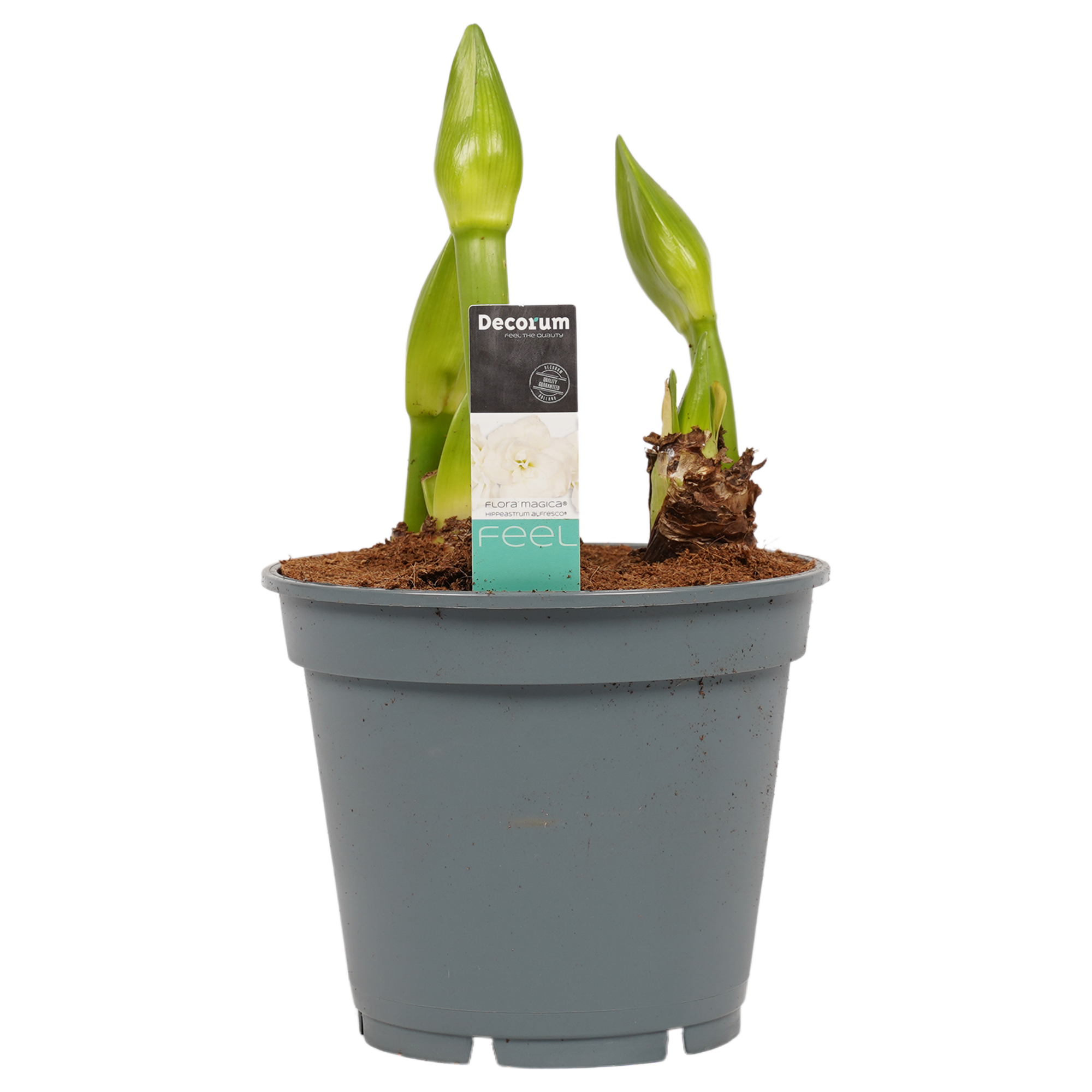 Decorum Hippeastrum Artic White (3 stuks) - Afbeelding 4