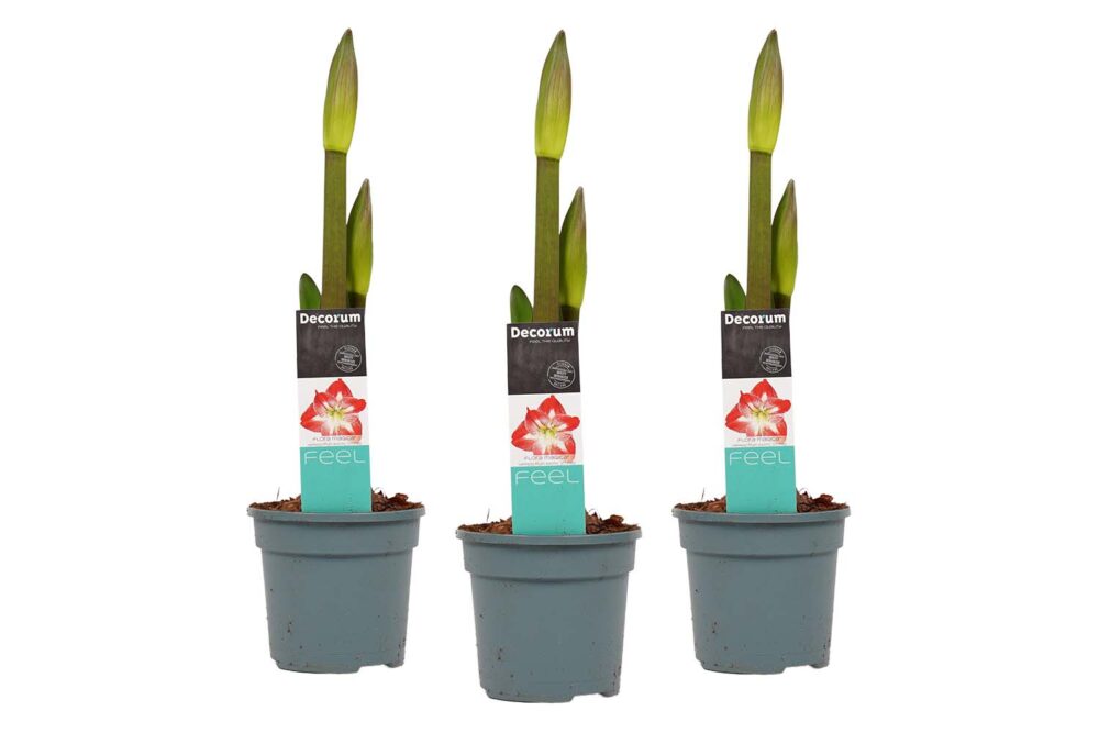 Decorum Hippeastrum Exotic Striped (3 stuks)