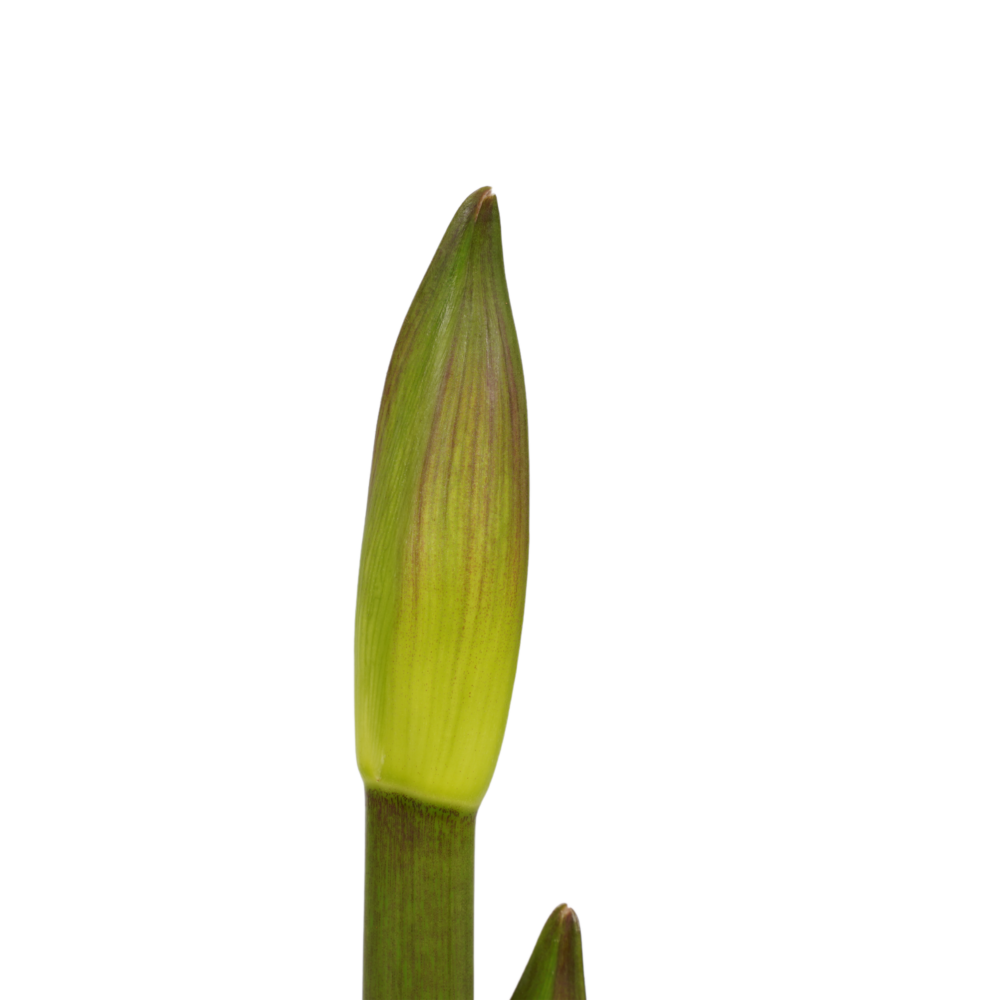 Decorum Hippeastrum Exotic Striped (3 stuks) - Afbeelding 3
