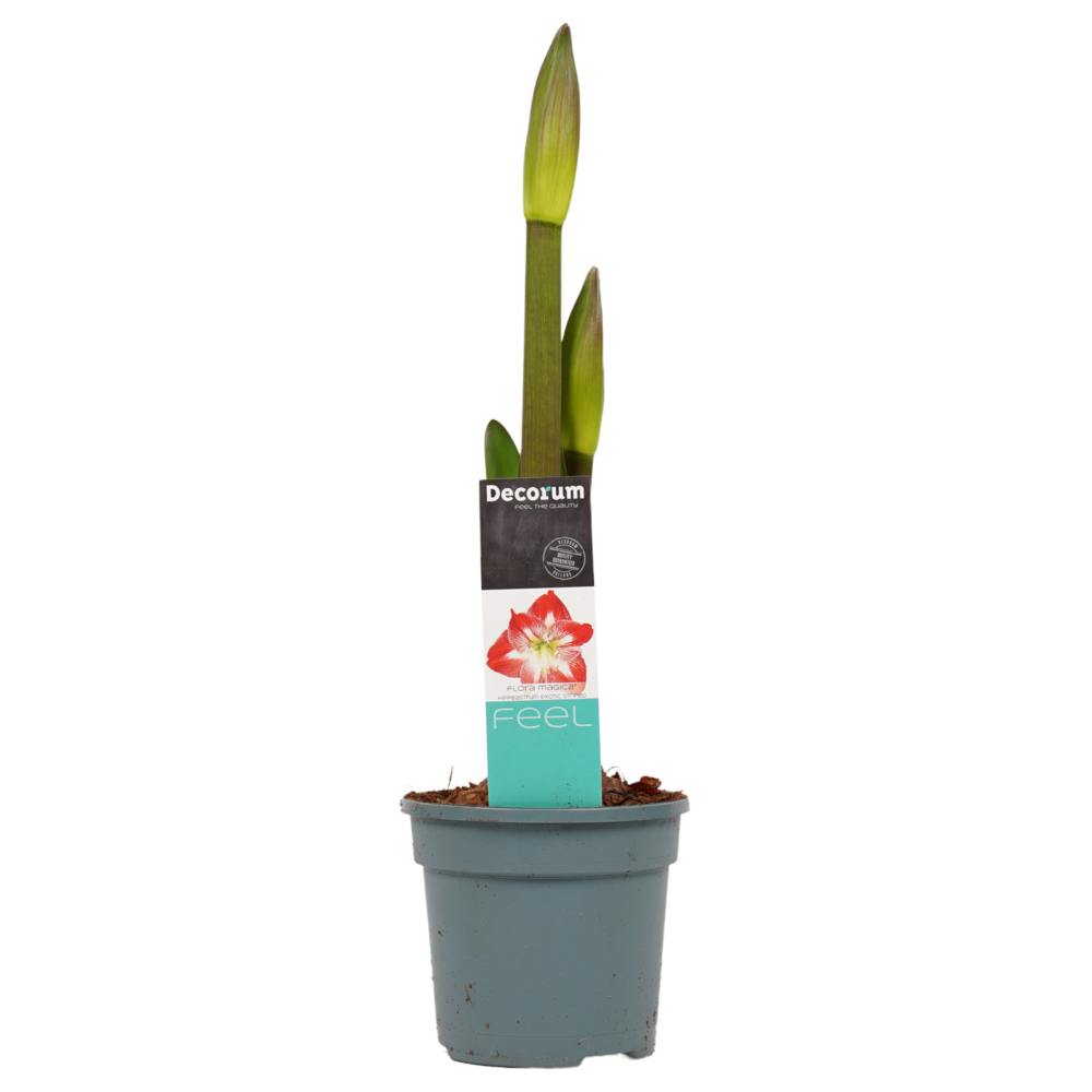 Decorum Hippeastrum Exotic Striped (3 stuks) - Afbeelding 4