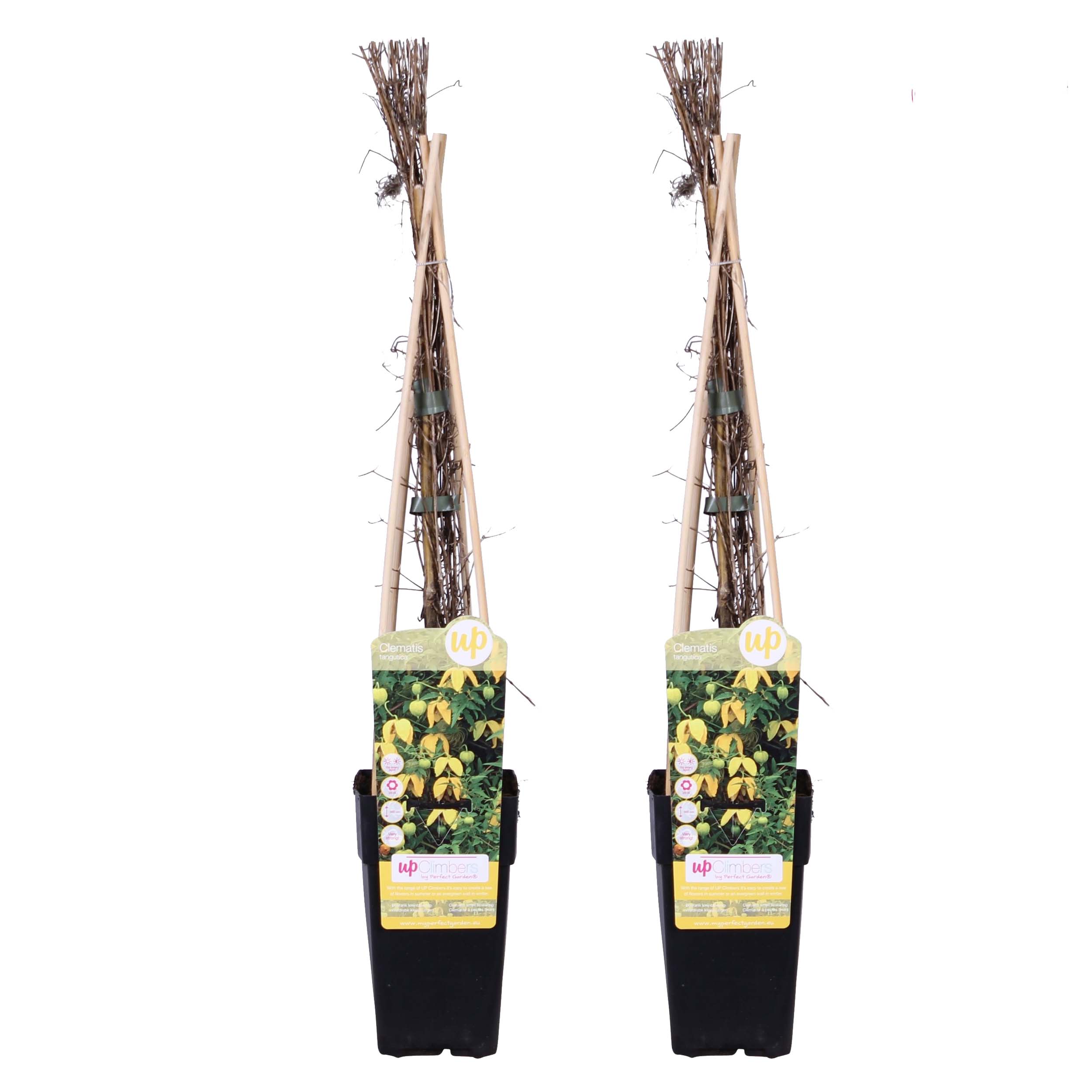 Duo Clematis 'Tranquilité'