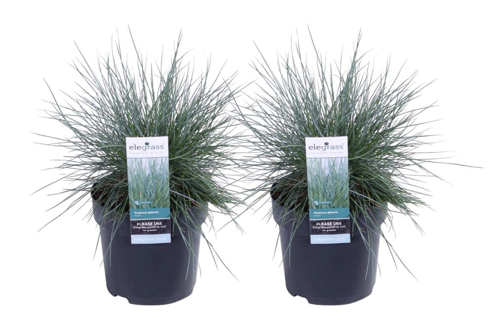 Duo Festuca glauca Azura Blue ® (‘blauw schapengras)