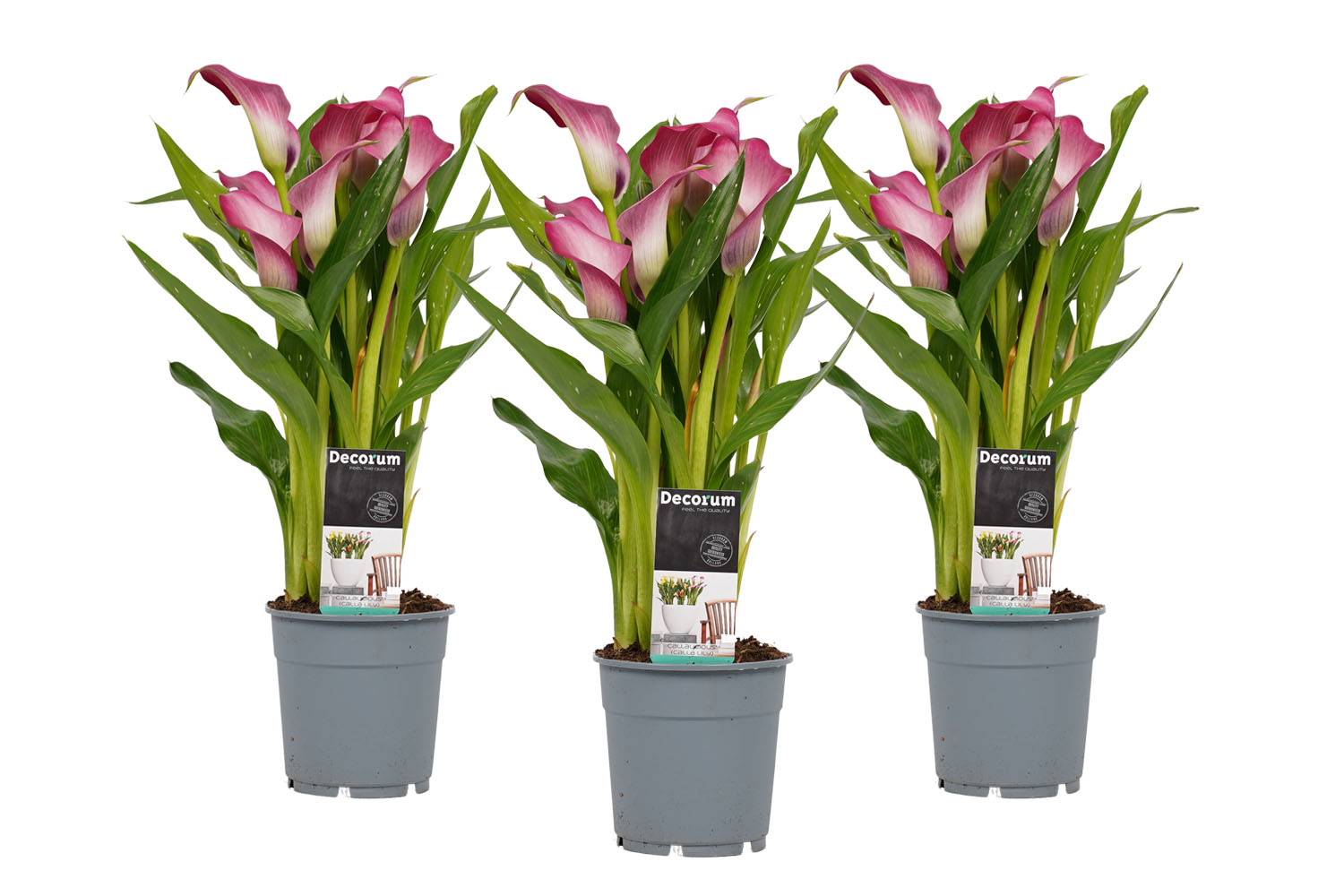 Decorum Zantedeschia Wit Roze (3 stuks)