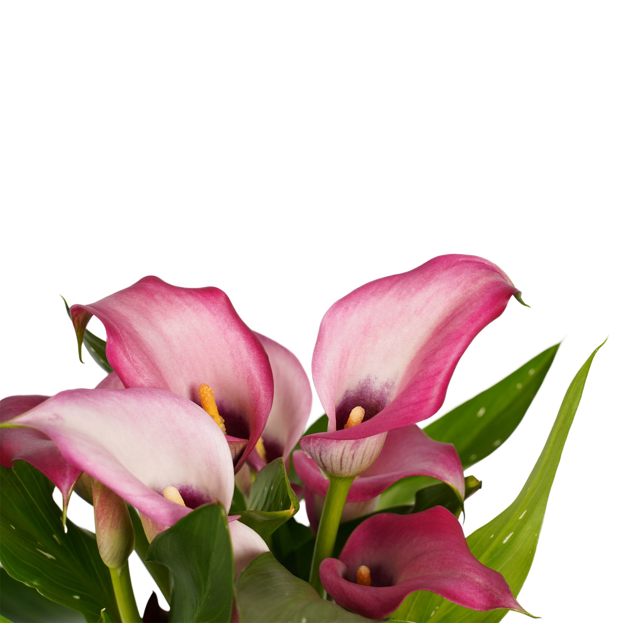 Decorum Zantedeschia Wit Roze (3 stuks) - Afbeelding 3