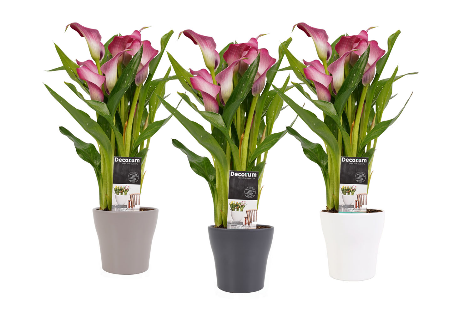 Decorum Zantedeschia Wit- Roze in Anna keramiek (3 stuks)