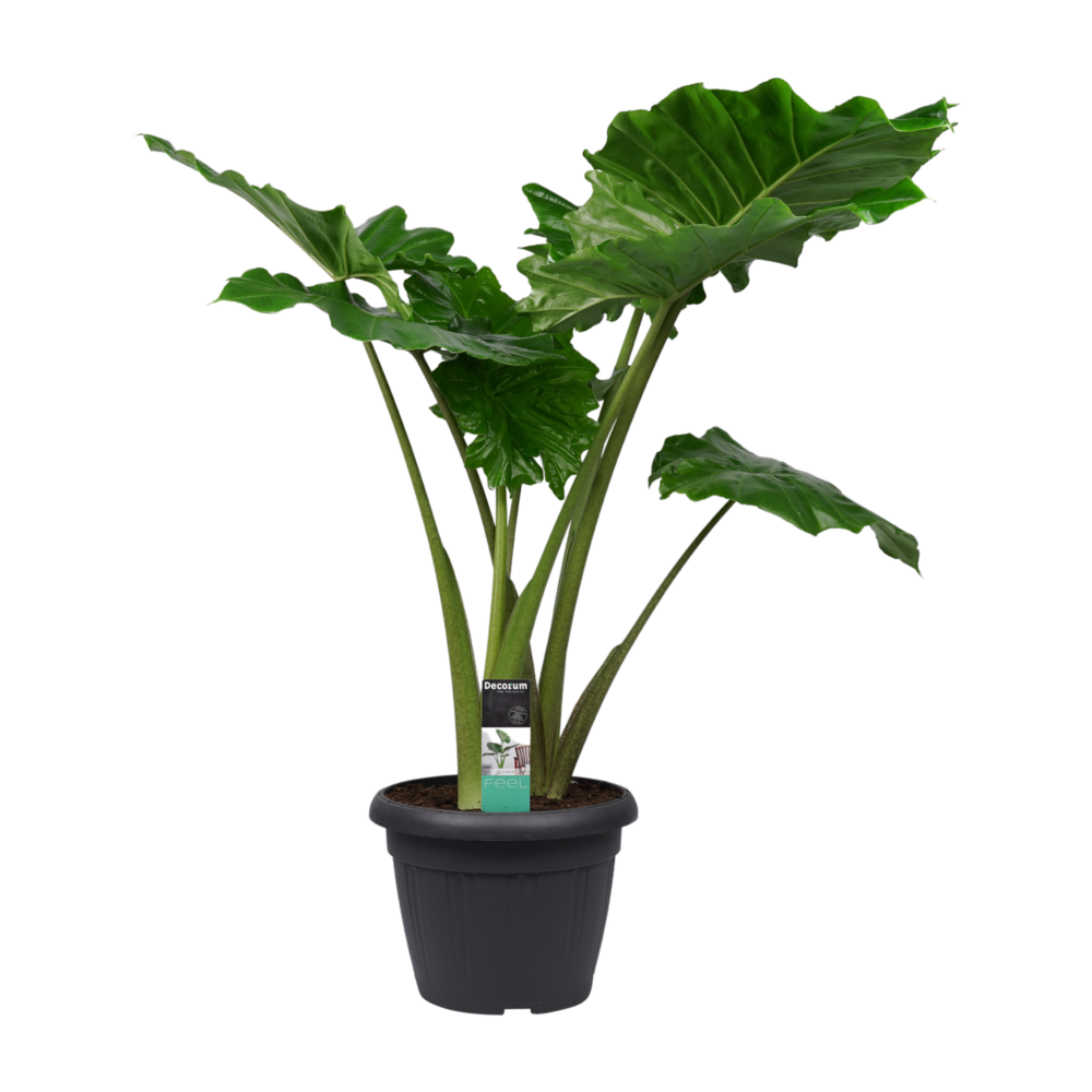 Alocasia Portadora